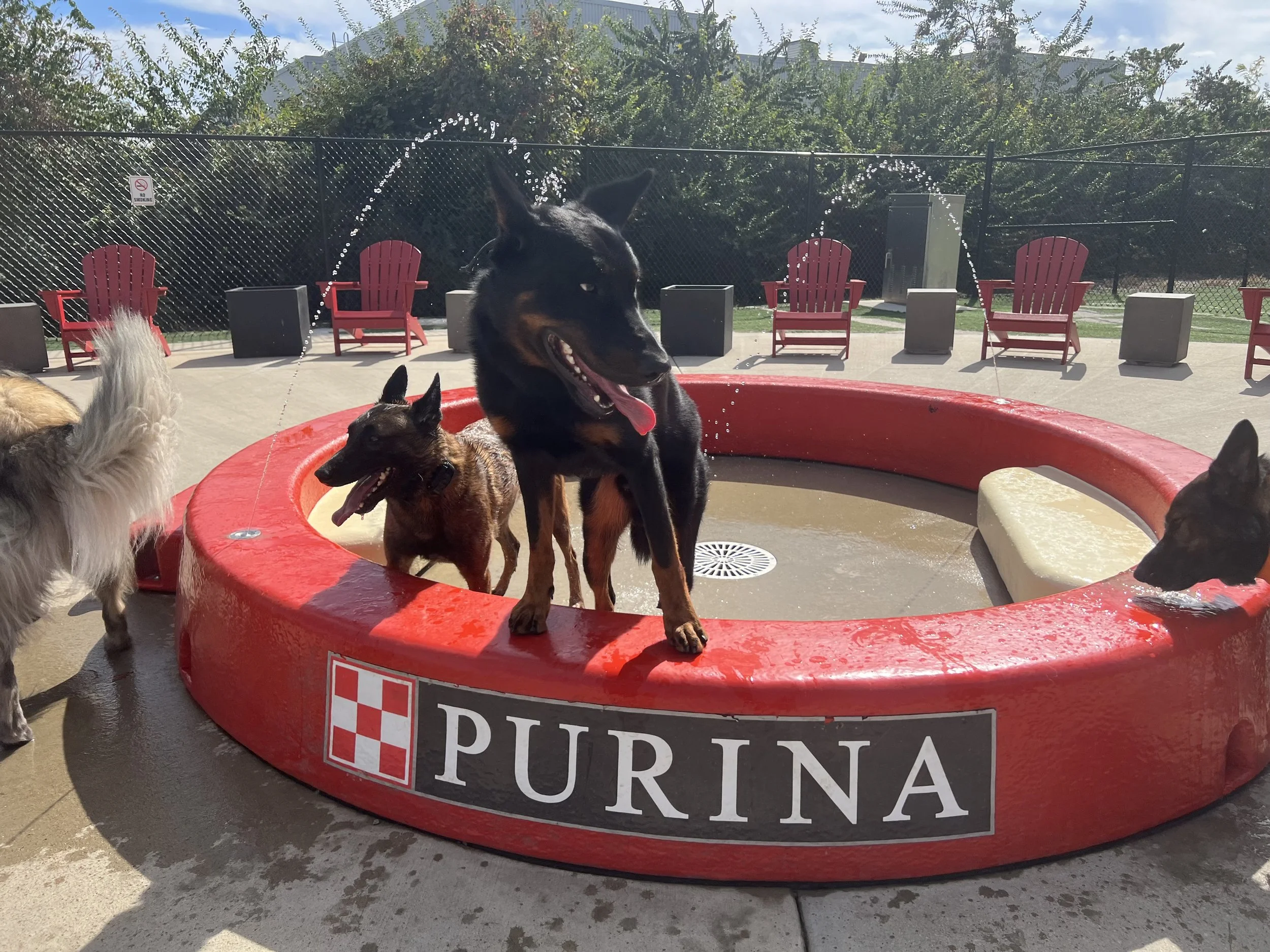 🐾 The Dog Park Debate: Pros, Cons, and Who Should Go