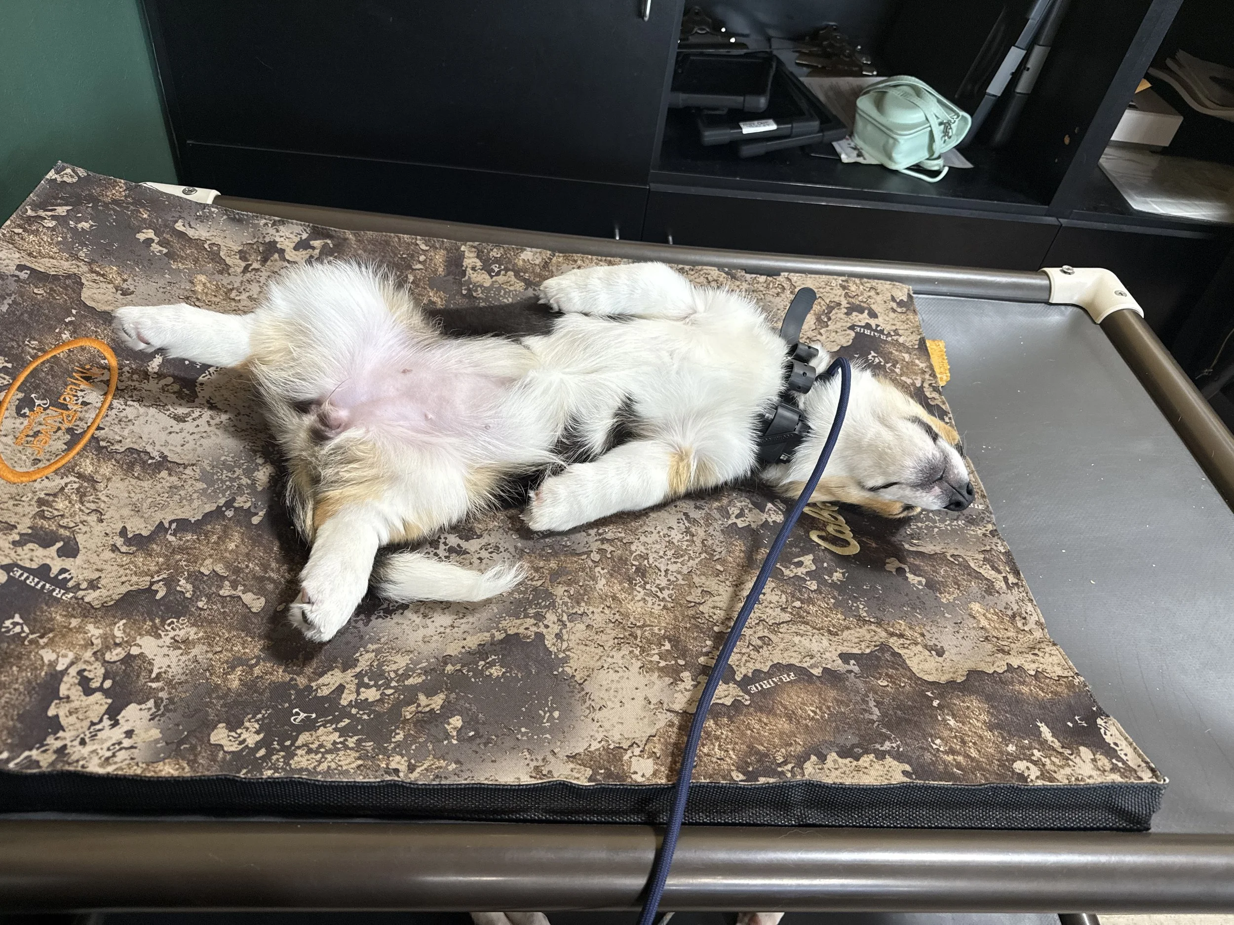 Why Teaching Your Dog to Be Comfortable Alone is the Key to a Happier Life Together