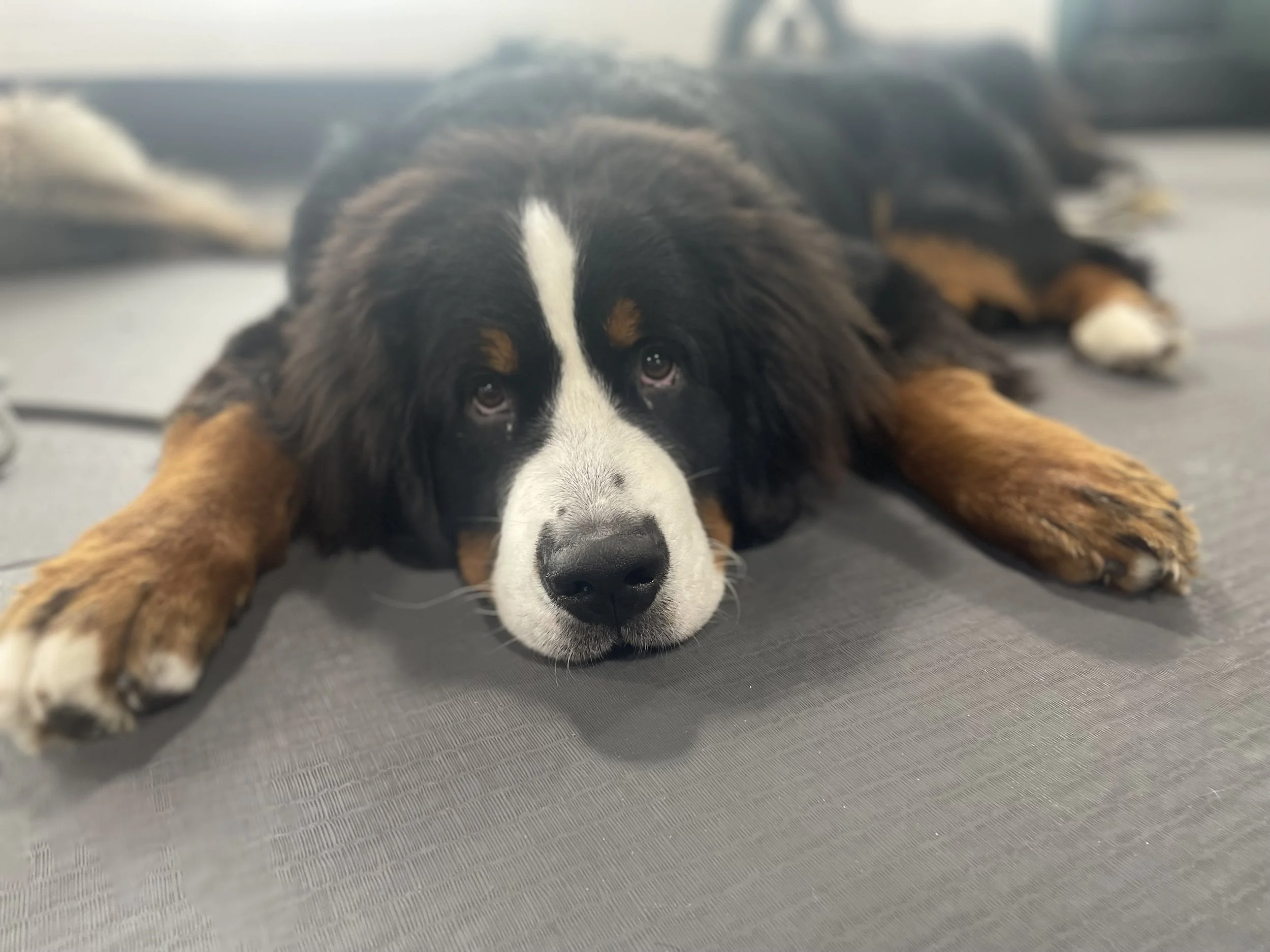 Why A Tired Dog Isn’t Always A Good Dog
