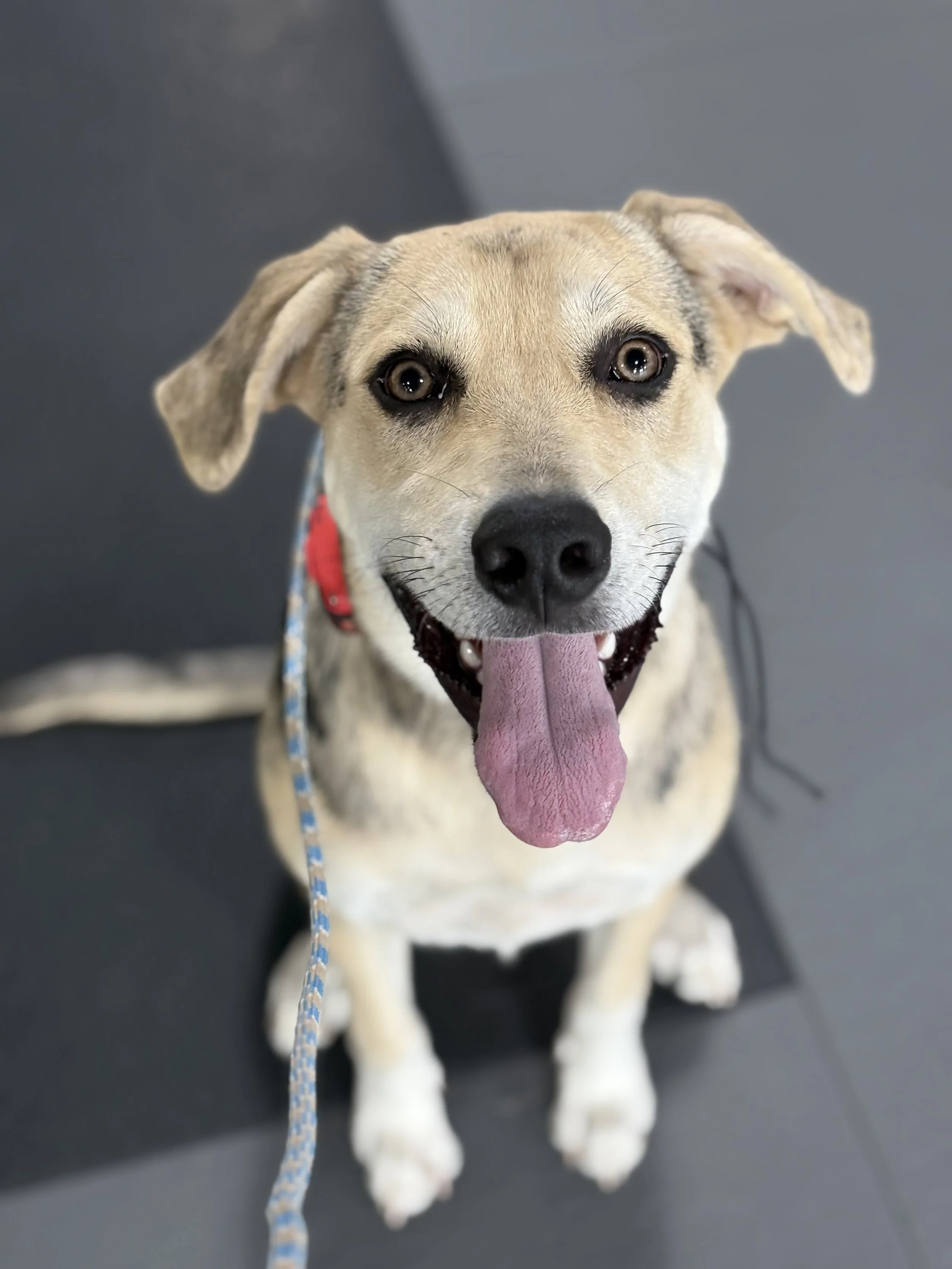 Why Remote Collars Deserve A Second Look