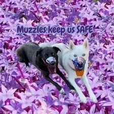 Every Dog Should Be Muzzle Trained. (Yes! EVERY dog.) 