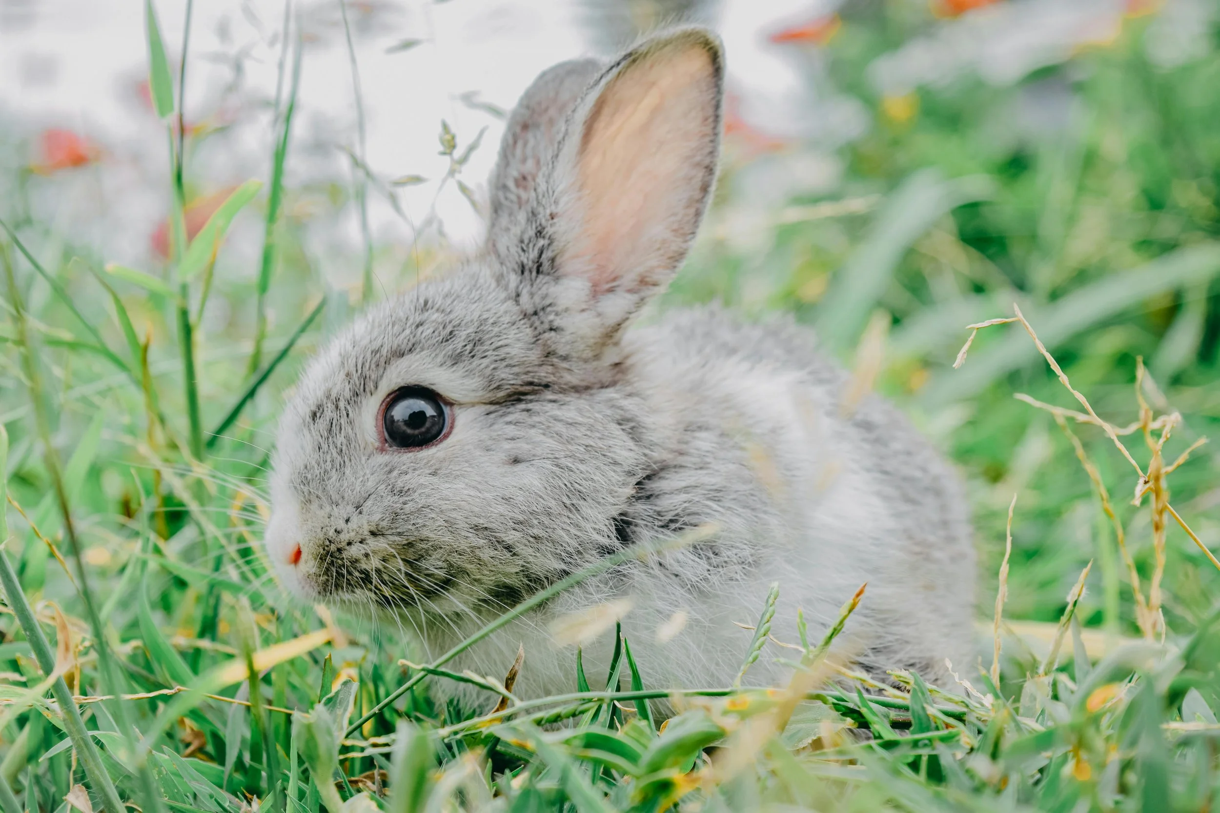 Divine Bunny Intervention?
