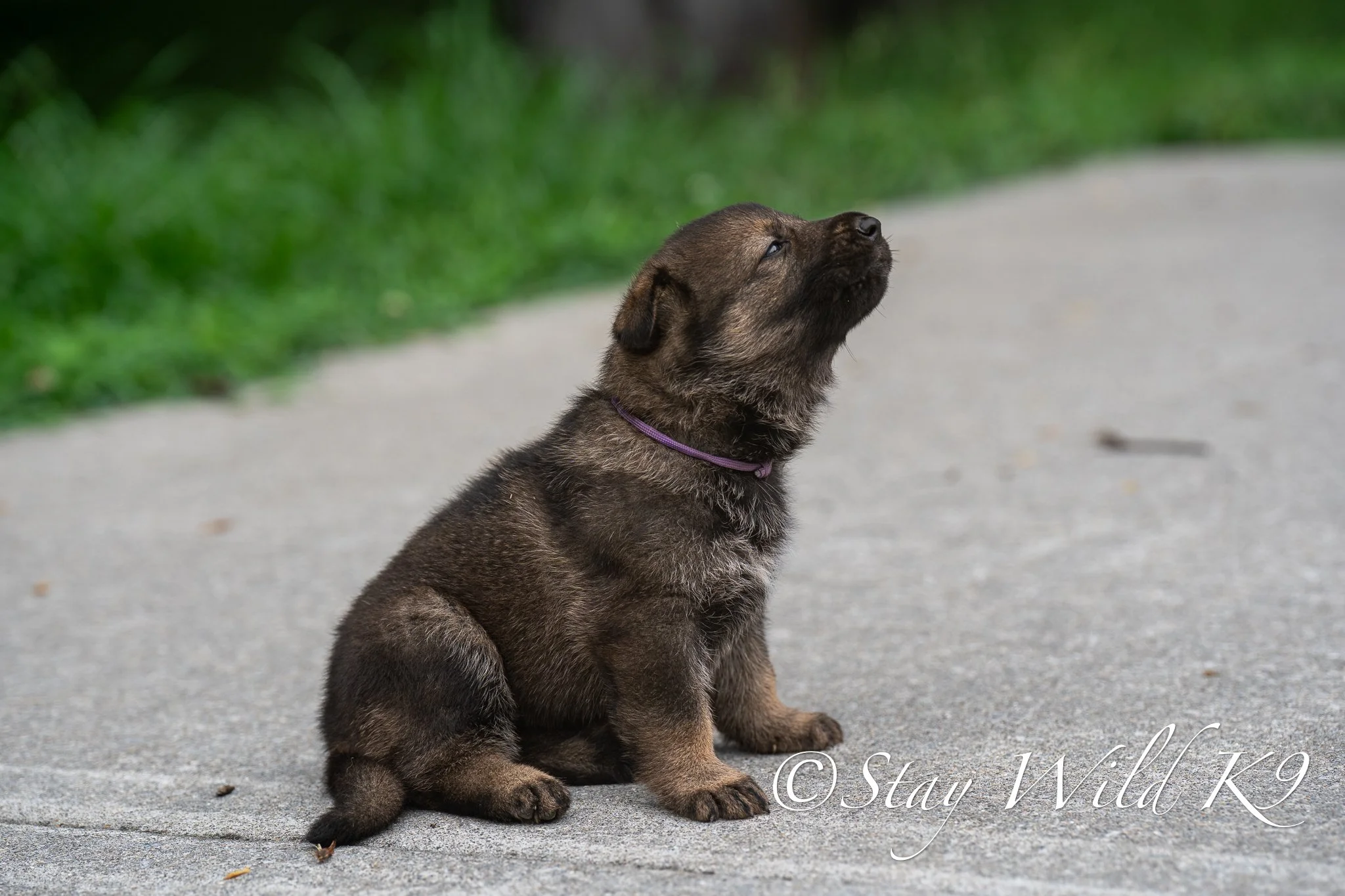 PURPLEPLitter-4Weeks-44.jpg