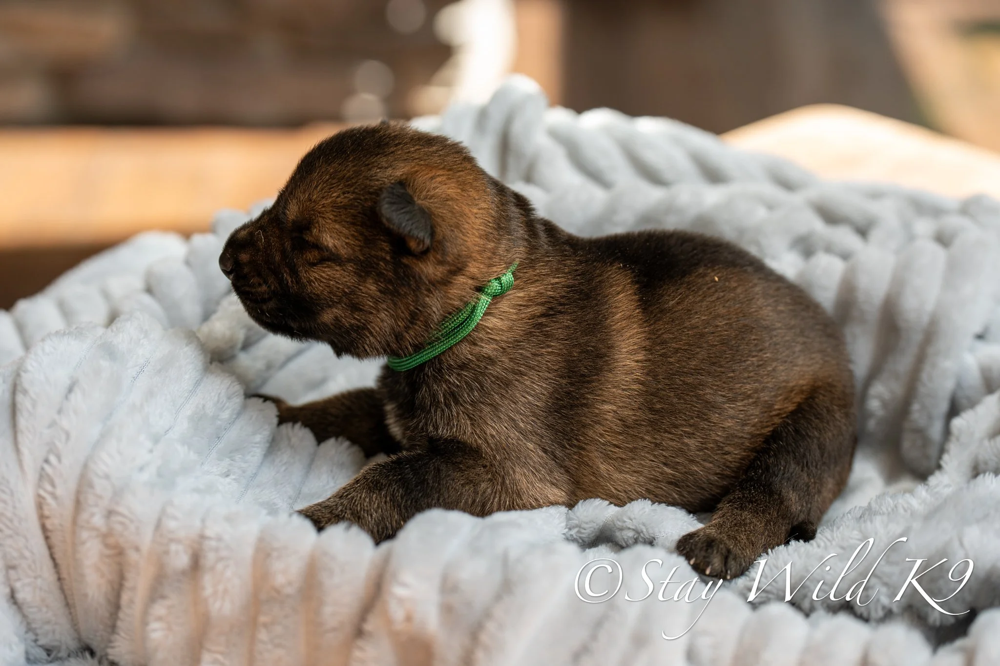 PLitter1.5Weeks-32.jpg