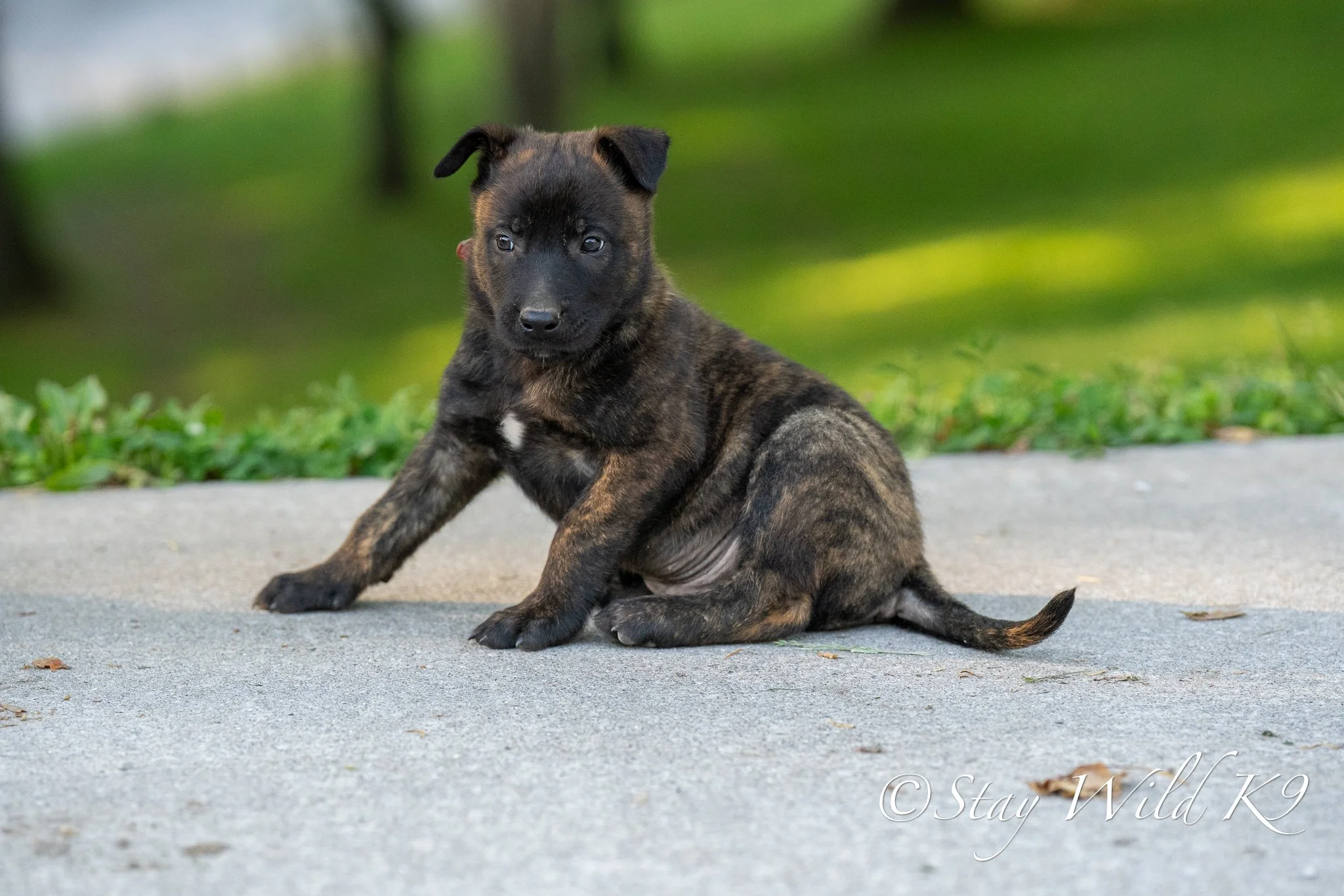 RED O Litter - 6 Weeks.jpg