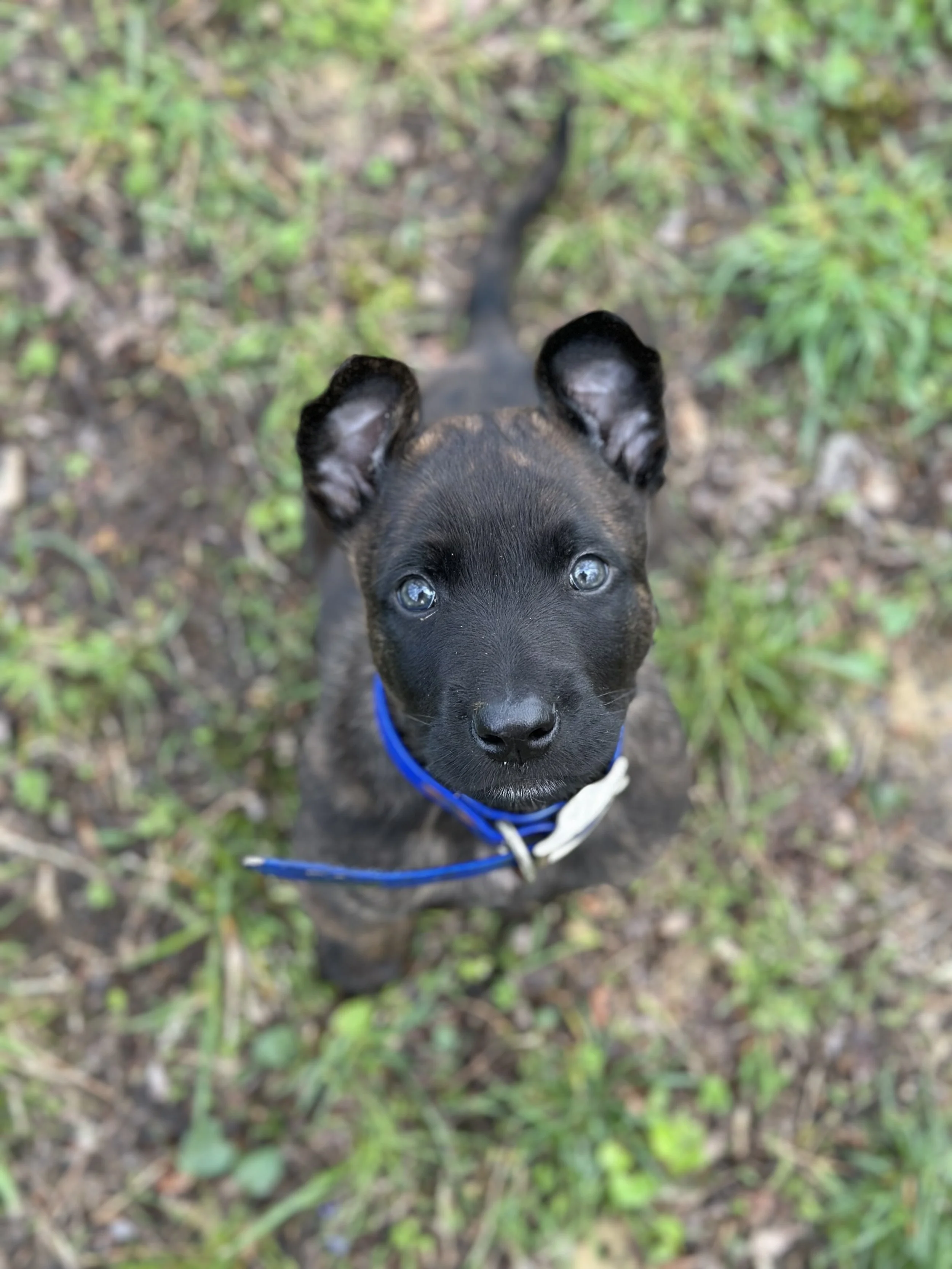 🐾 Bringing Home a Working Line Puppy: Exploring Protection Sports &amp; Beyond