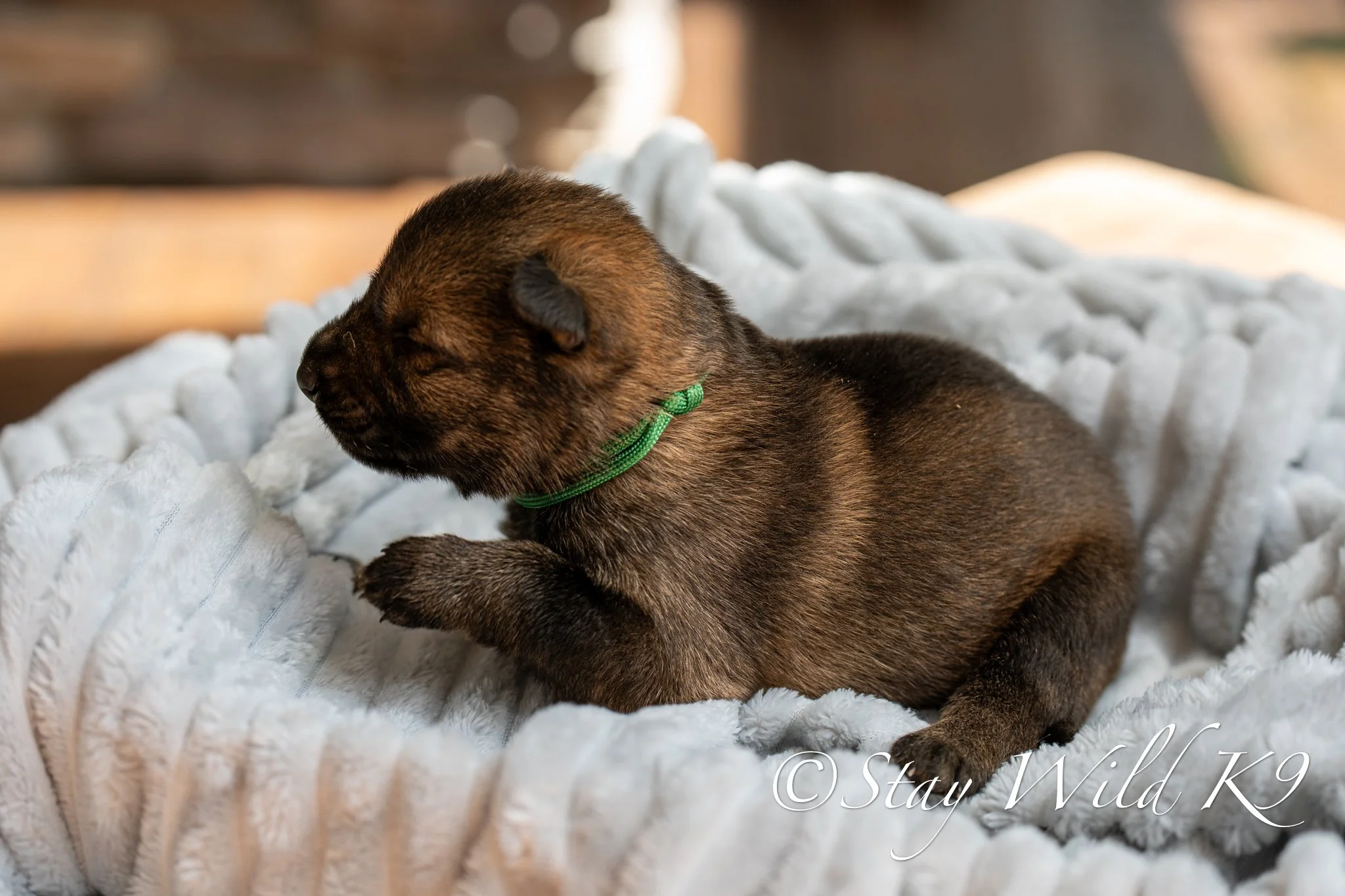 PLitter1.5Weeks-31.jpg