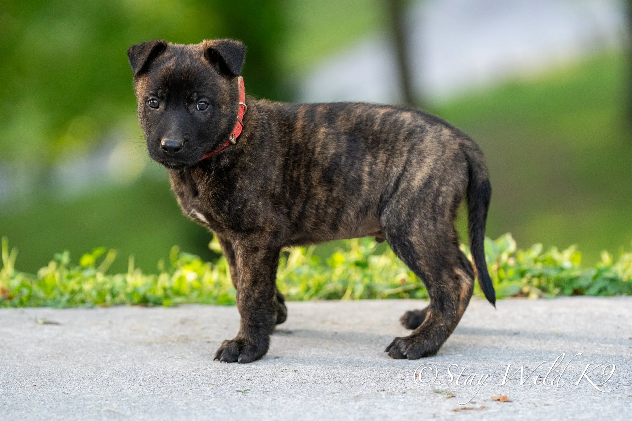 RED O Litter - 6 Weeks.jpg