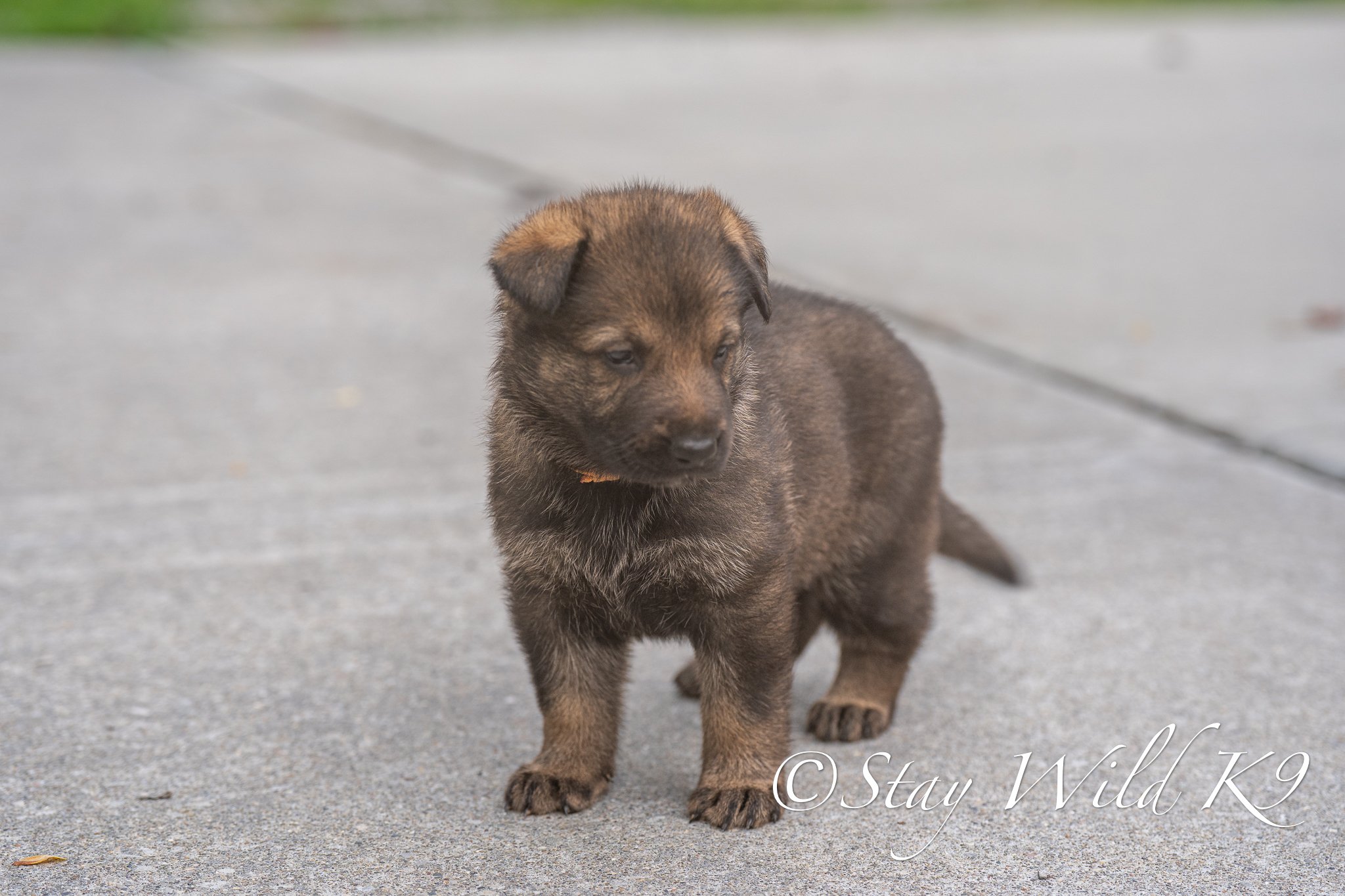 ORANGEPLitter-4Weeks-55.jpg