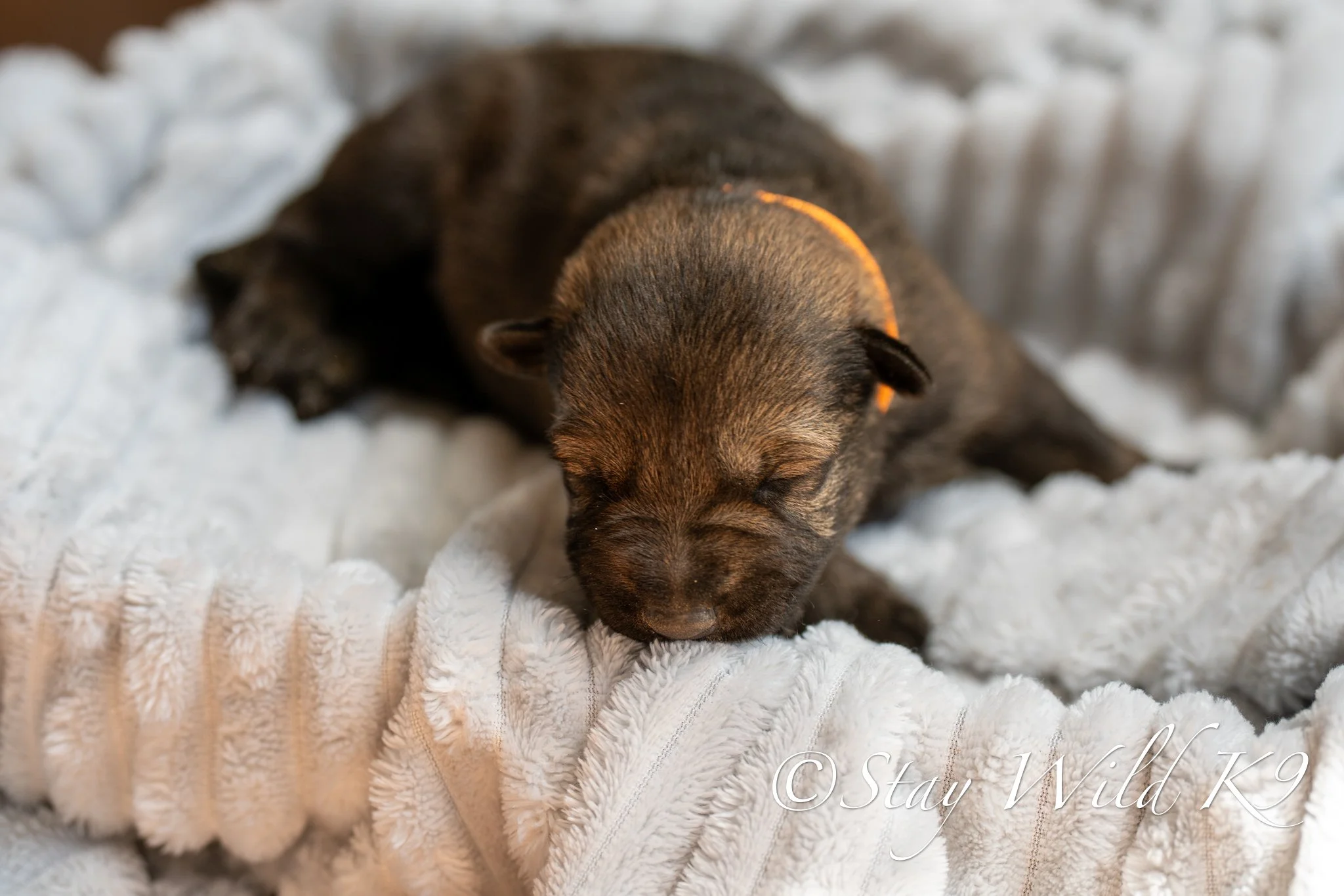 PLitter1.5Weeks-30.jpg