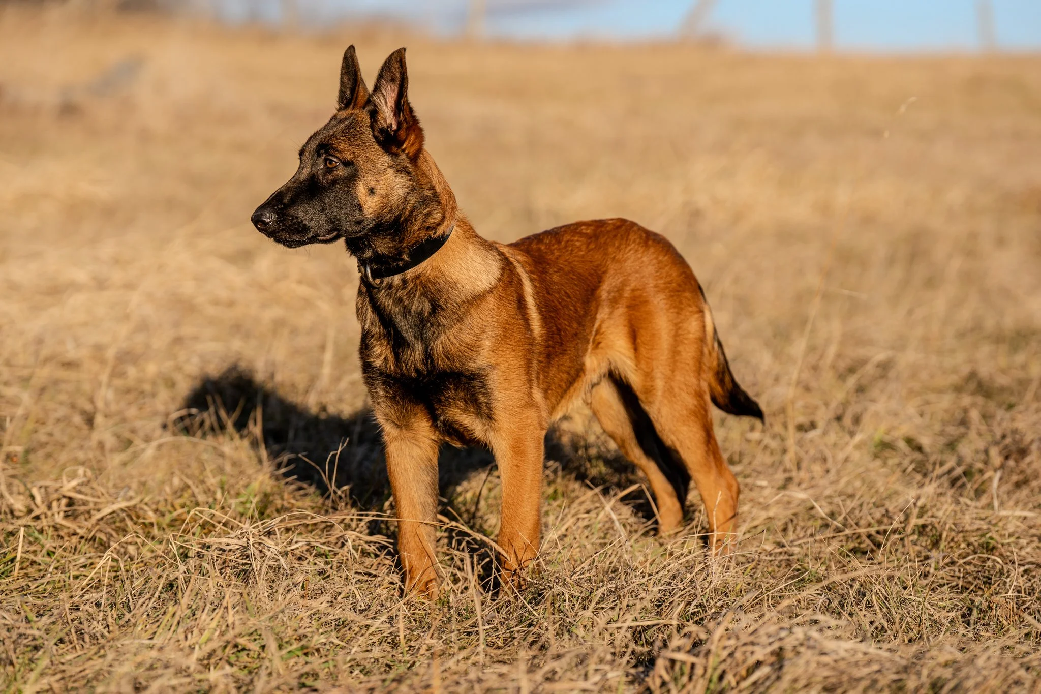 a young malinois puppy