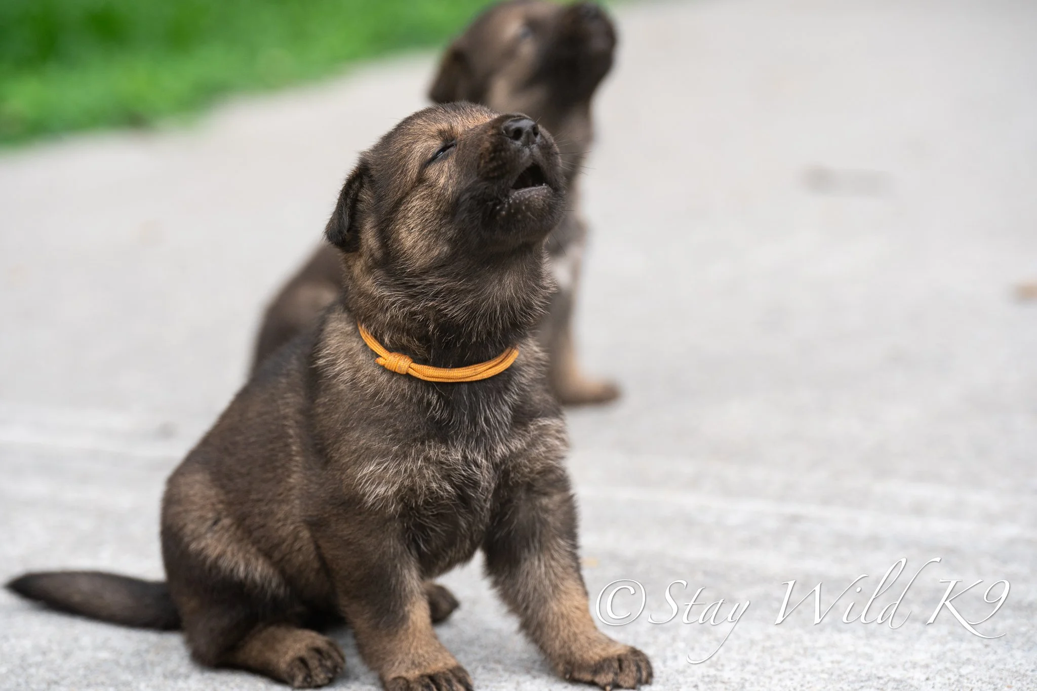ORANGEPLitter-4Weeks-43.jpg
