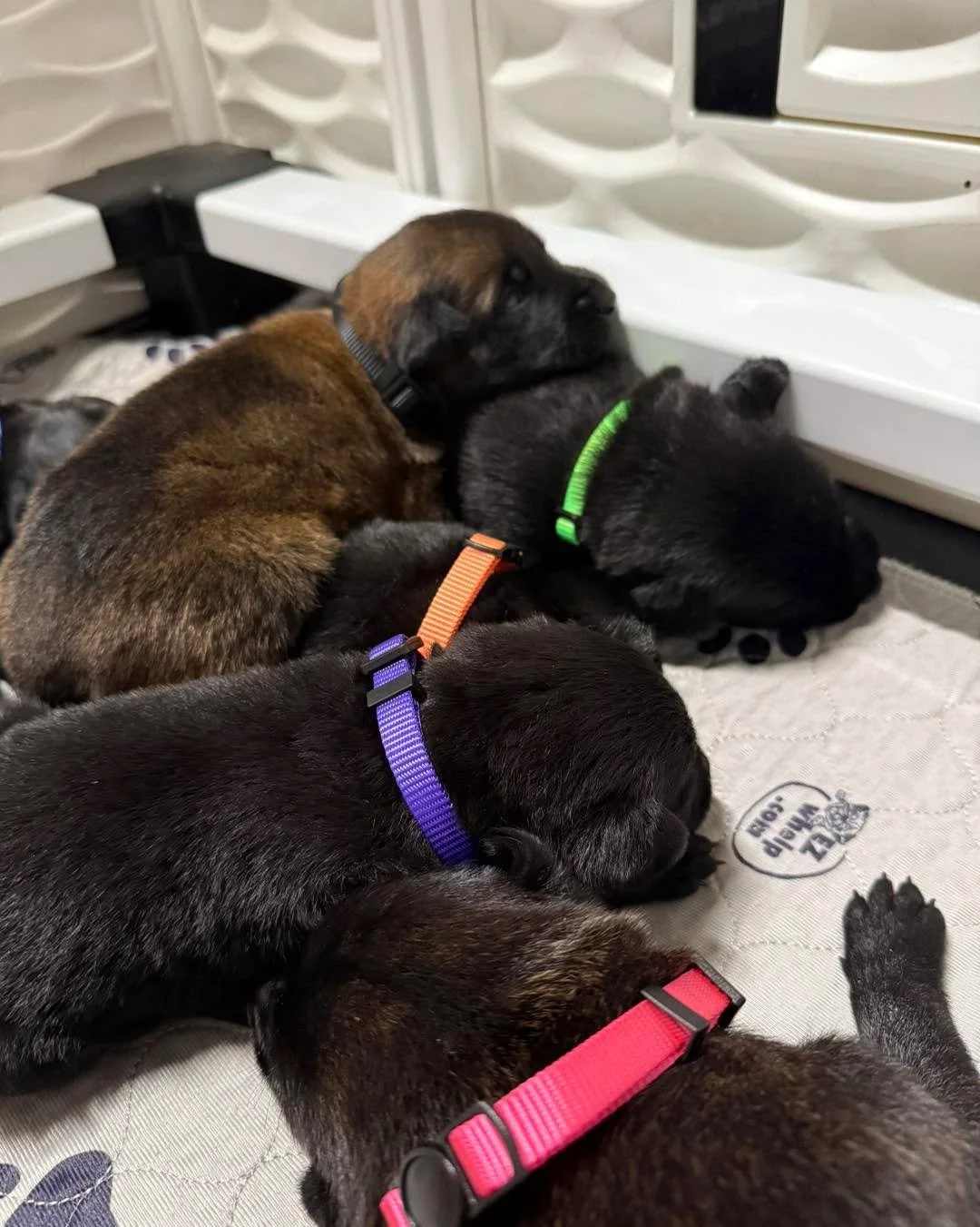 M litter check-in 🖤 Strong pups, strong bloodlines.