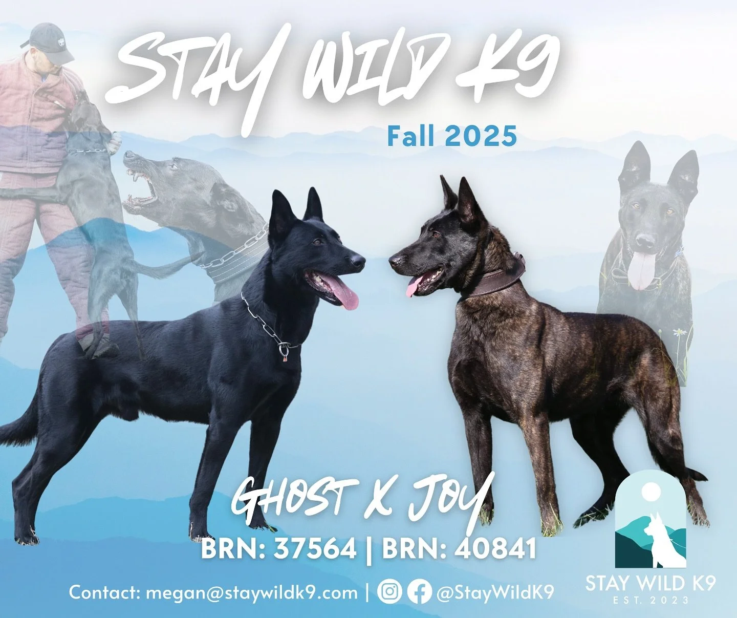 Stay Wild K9&rsquo;s M Litter is here! Out of Joy (BRN 40841) and Ghost (BRN 37564), this cross brings together proven KNPV lines with strong working ability. Puppies include solid black and fawn Malinois as well as brindle Dutch Shepherds. Both pare