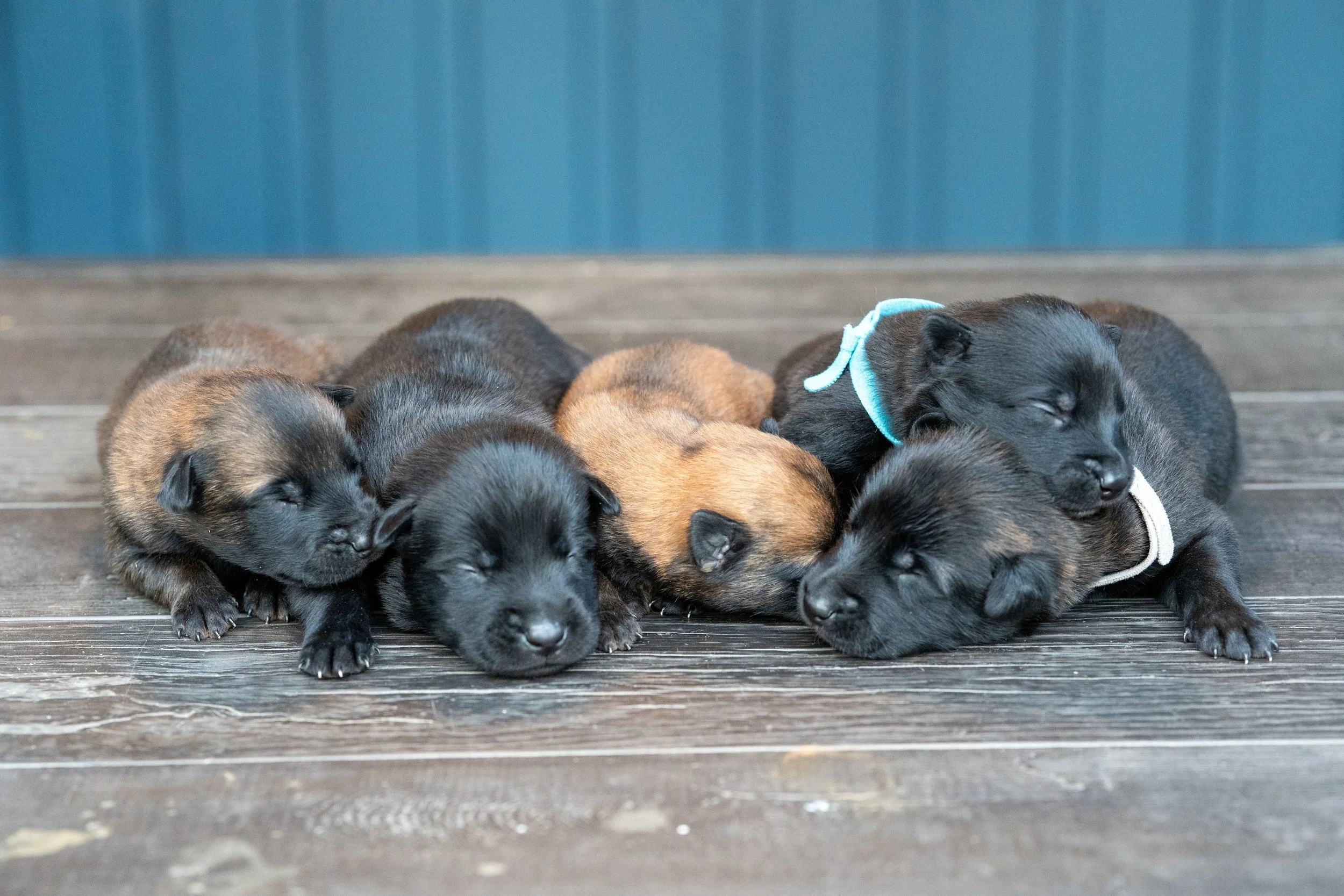 KNPV Line Dutch Shepherds & Malinois: Breeding for Purpose, Not Color