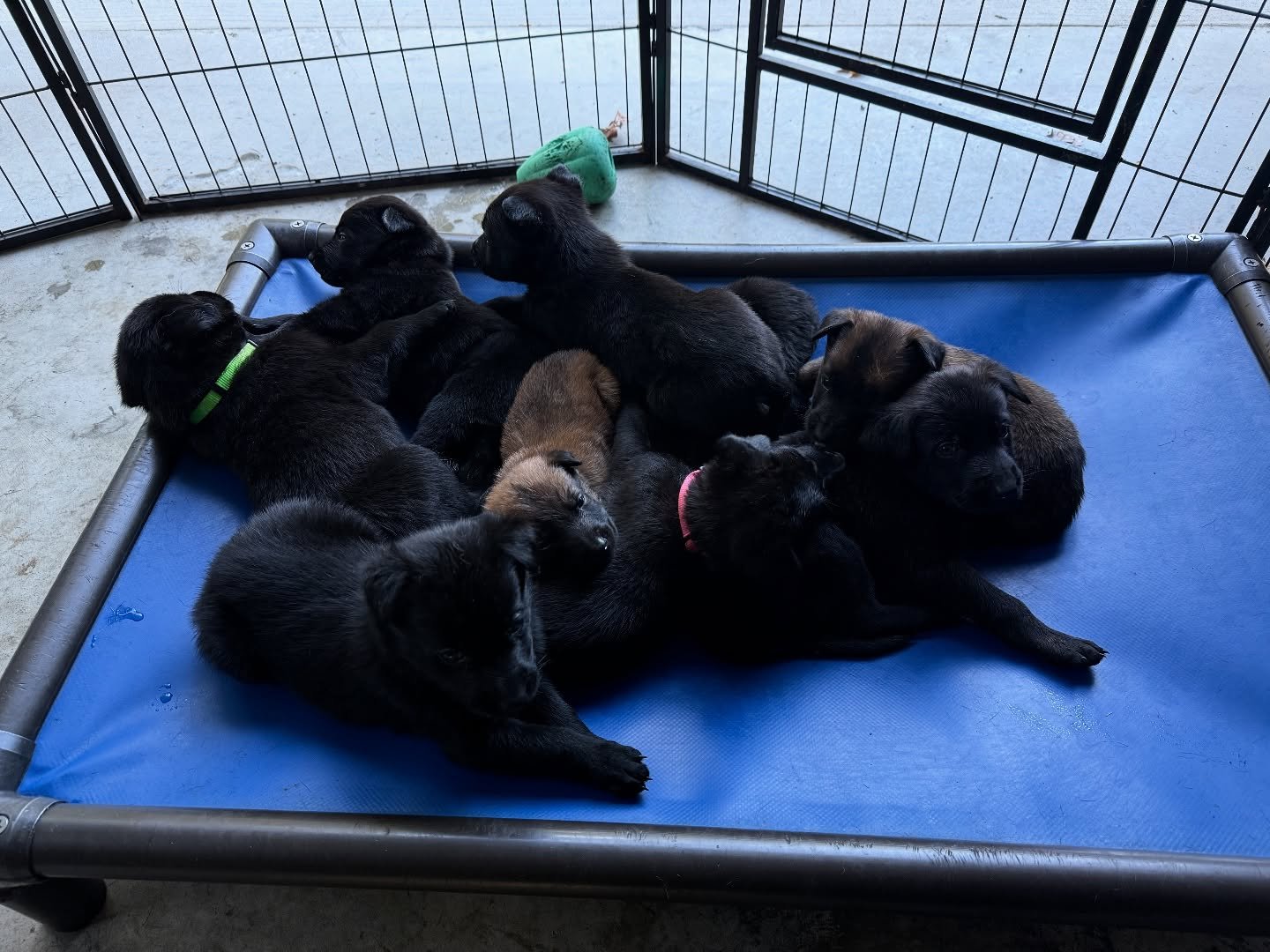 The gangs all here and ready to party 😎 #dutchshepherdsofinstagram #dutchshepherds #dutchie #knpv #joy #ghost #wildandwonderful #wv #staywildk9 #mlitter