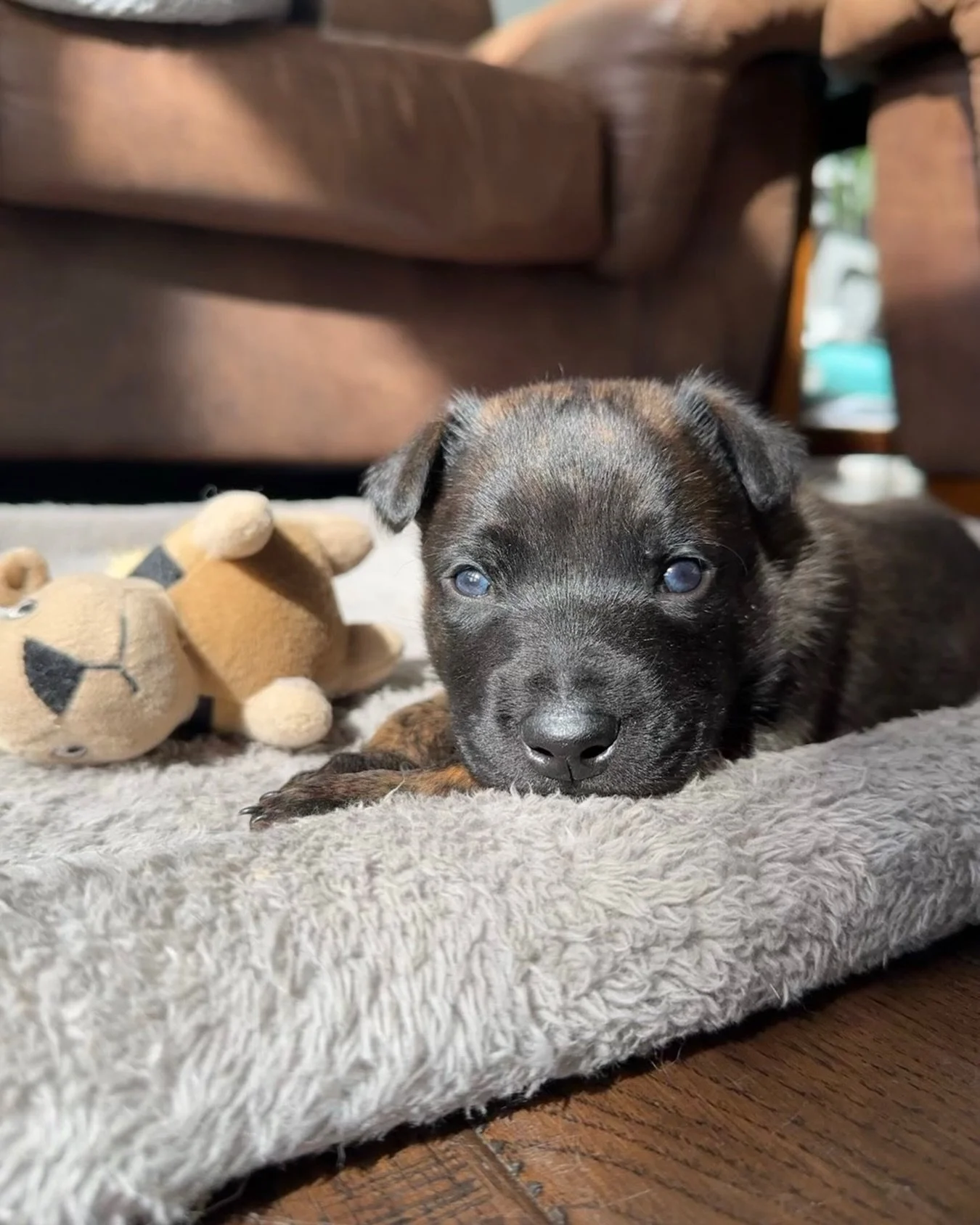 Happy 2nd Birthday to the singleton from our &ldquo;I&rdquo; Litter out of Tommy &times; Joy 🎉🖤

We&rsquo;re incredibly proud of the dog he&rsquo;s become and can&rsquo;t wait to see what he accomplishes in his big boy job.

Keep making us proud, I