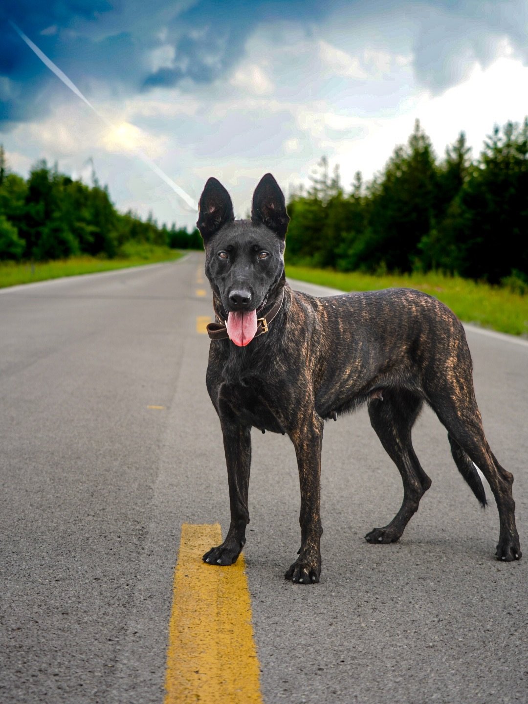 Why Rip for Joy&rsquo;s final litter?

When Joy was still in the Netherlands, she was bred to Otto &mdash; and that pairing produced serious, capable dogs. Some are working police K9s. Some train in KNPV. Some compete in sport. They were strong, clea