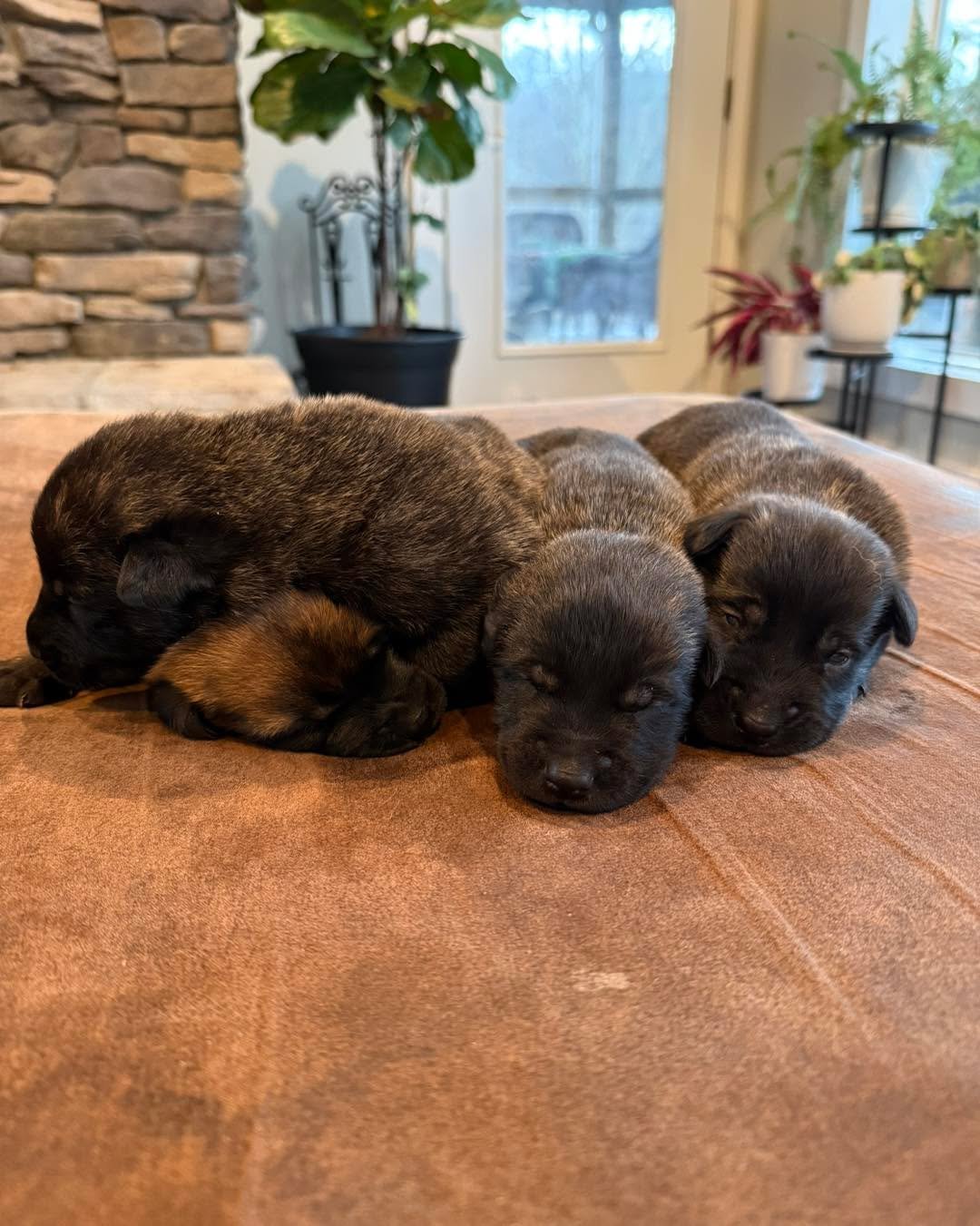 Two weeks old today. 

Joy&rsquo;s final litter - males and females. 
Deposits are currently open on the remaining spots.