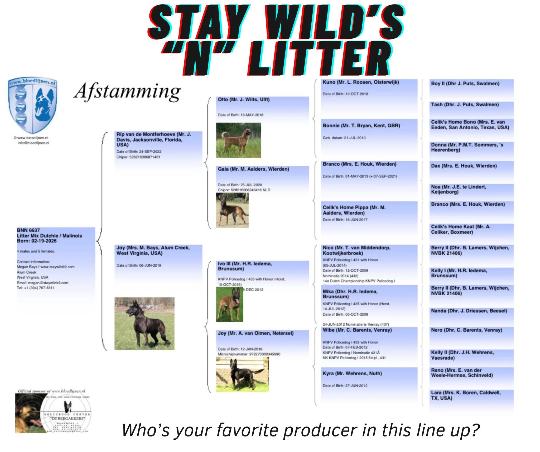 Bloodline  for the Stay Wild K9 &ldquo;N&rdquo; Litter 🔥
Rip van de Montferhoeve &times; Joy brings together some serious producers &mdash; Otto, Gaia, Ivo III, Berry II, and more.

Alright working dog enthusiasts&hellip; 👇
Who&rsquo;s your favorit
