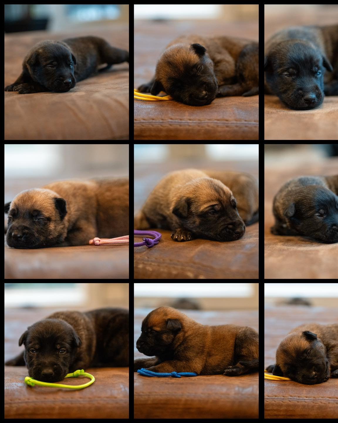 N Litter &ndash; 2 weeks old 🐾

Joy&rsquo;s final litter is growing and doing great.
A few reservations are still available.

#StayWildK9 #DutchShepherd #KNPVLines #WorkingLineDogs #PuppyUpdate