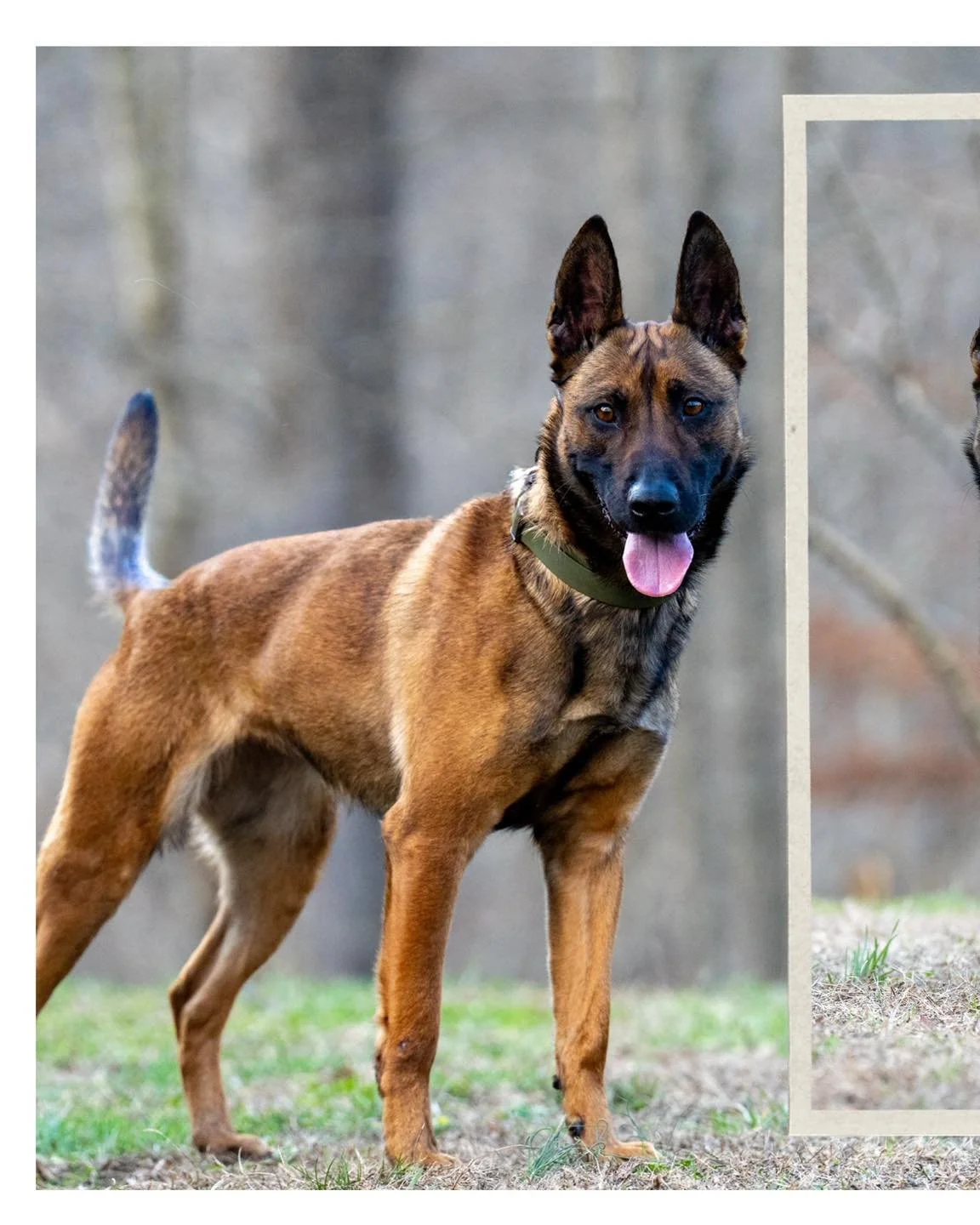Welcome Tosca to Stay Wild K9 🔥

PH1 female Tosca BRN: 52852 joining our program.
Big thank you to Huib at qualitypolicedogs in the Netherlands for trusting us with this girl.

Excited to add another strong female to the program and looking forward 