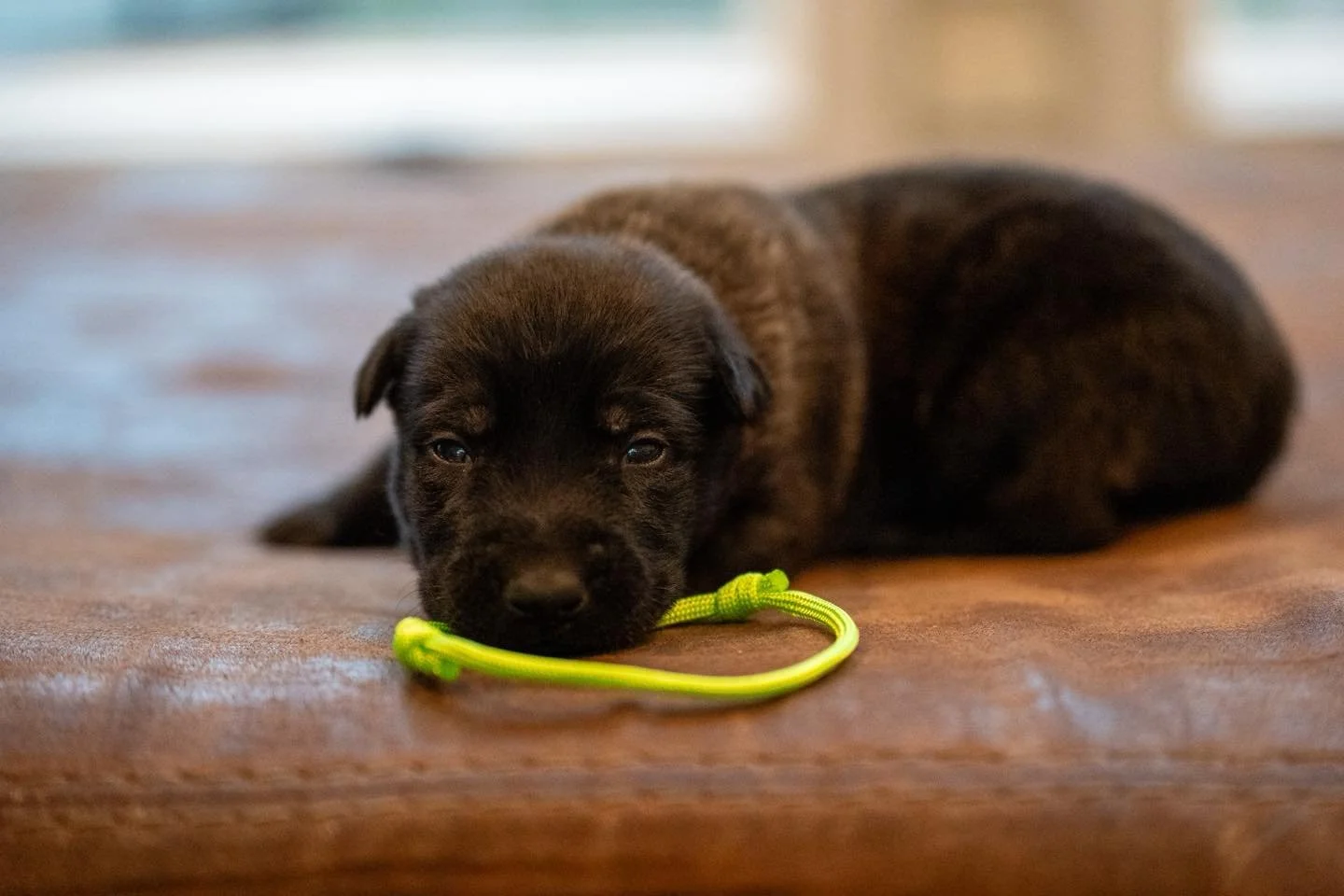 #girlpower

Eyes are opening and the little potatoes are starting to wake up.

Strong genetics behind this group. If you like a little spice in your life, these girls might be for you.

#StayWildK9 #DutchShepherd #KNPVLines #WorkingDog #ProtectionSpo
