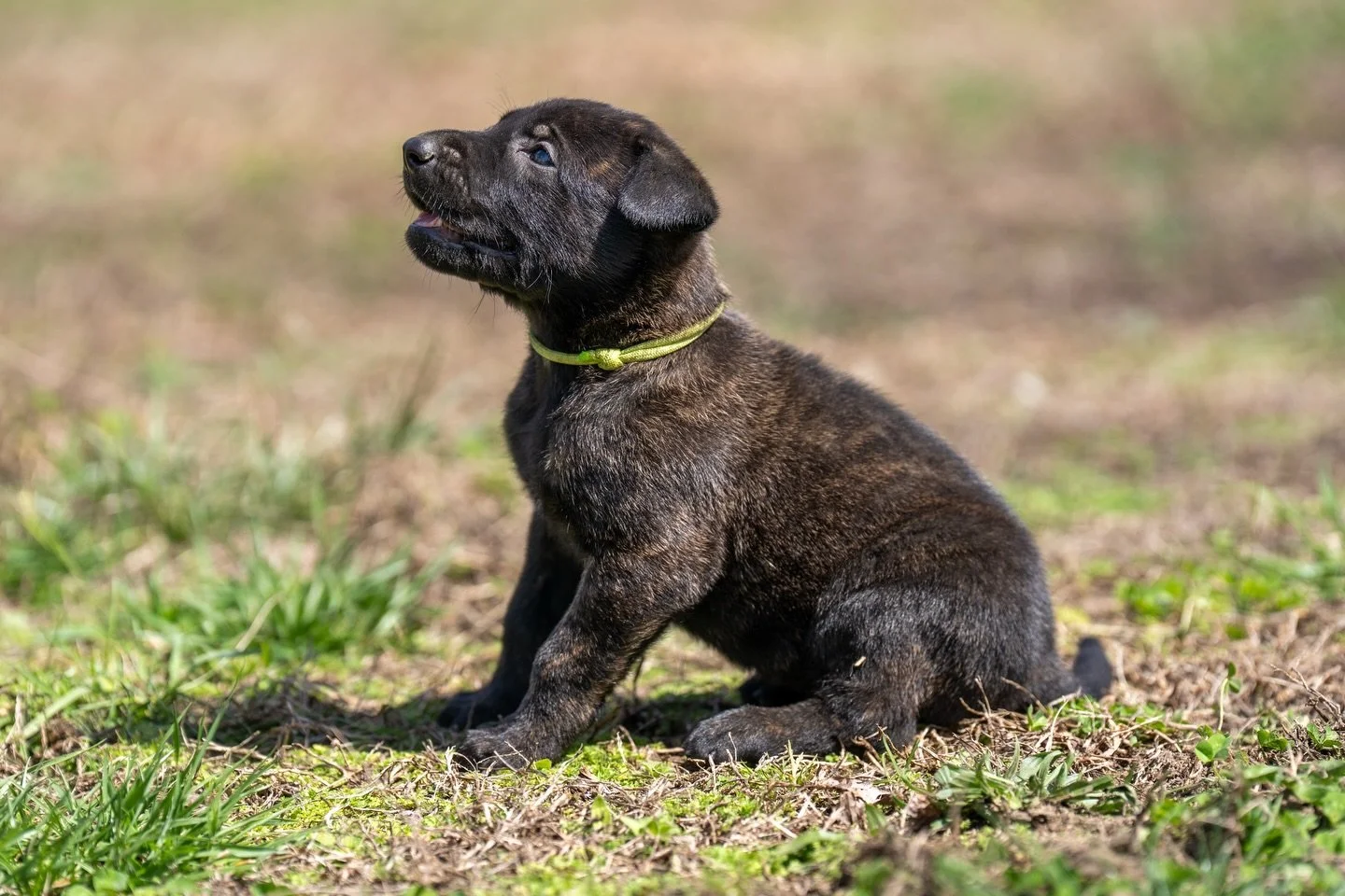 Photo day for the N litter! Joy x Rip

The girls: Lime Green, Light Blue, Purple, Pink, Yellow

The boys: Blue, Black, Orange, Green

#dutchshepherd #malinois #puppy #staywildk9 #nlitter