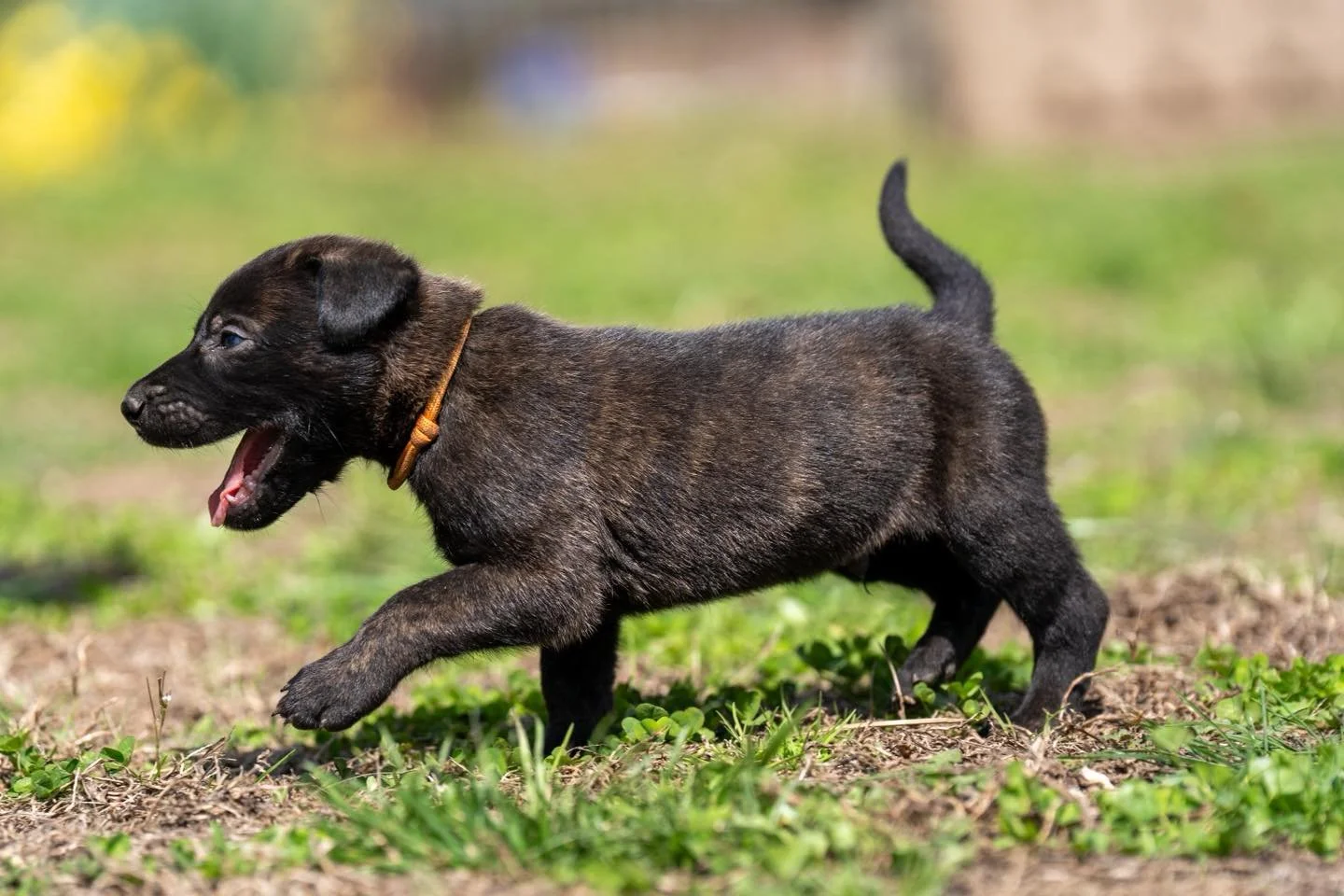 New photos of the N litter crew are up 🐾
Check them out and scroll to the bottom for the full gallery:
https://www.staywildk9.com/nlitter