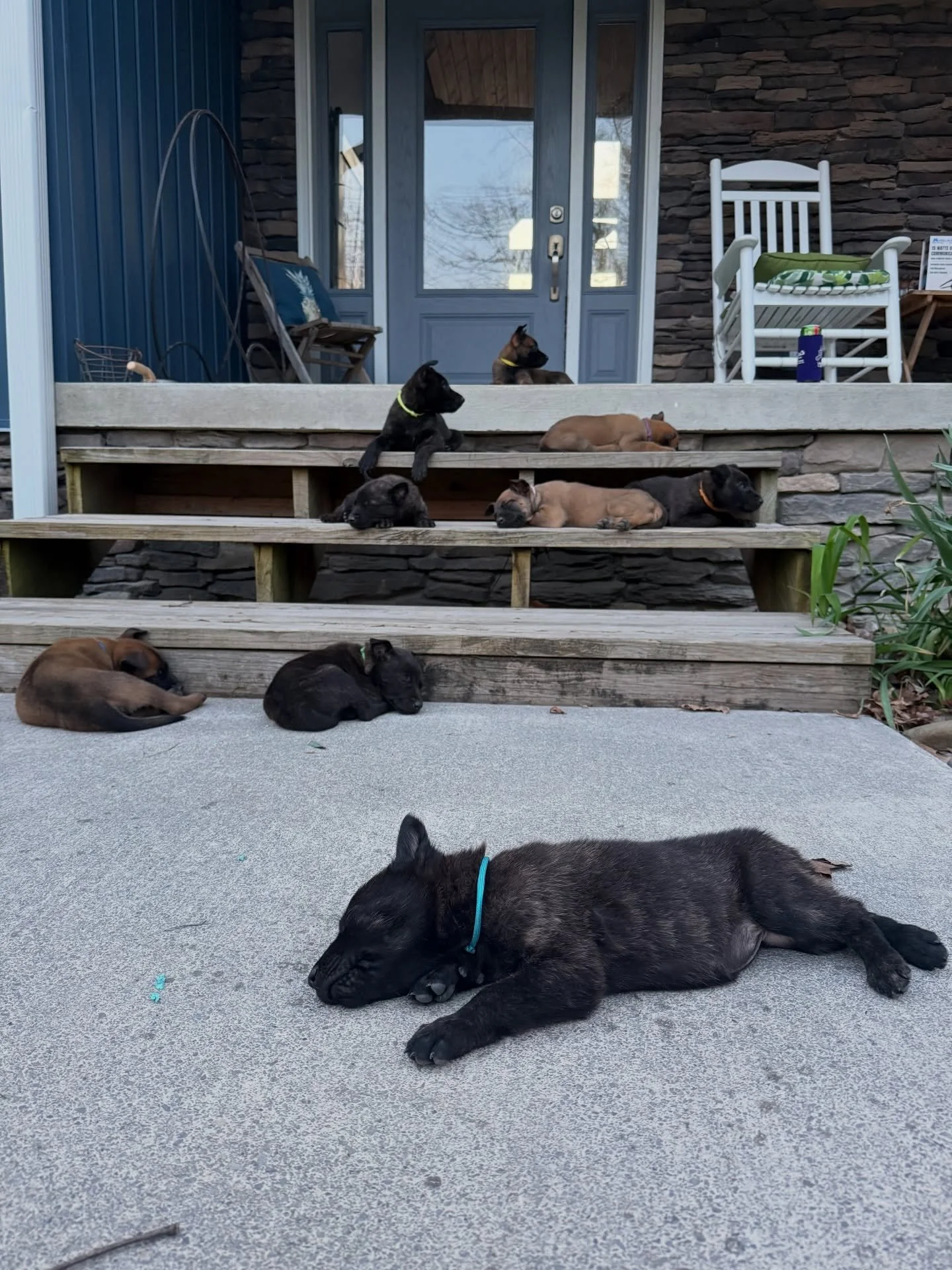 Porch pirates #dutchshepherd #malinois #puppies #staywildk9 #nlitter