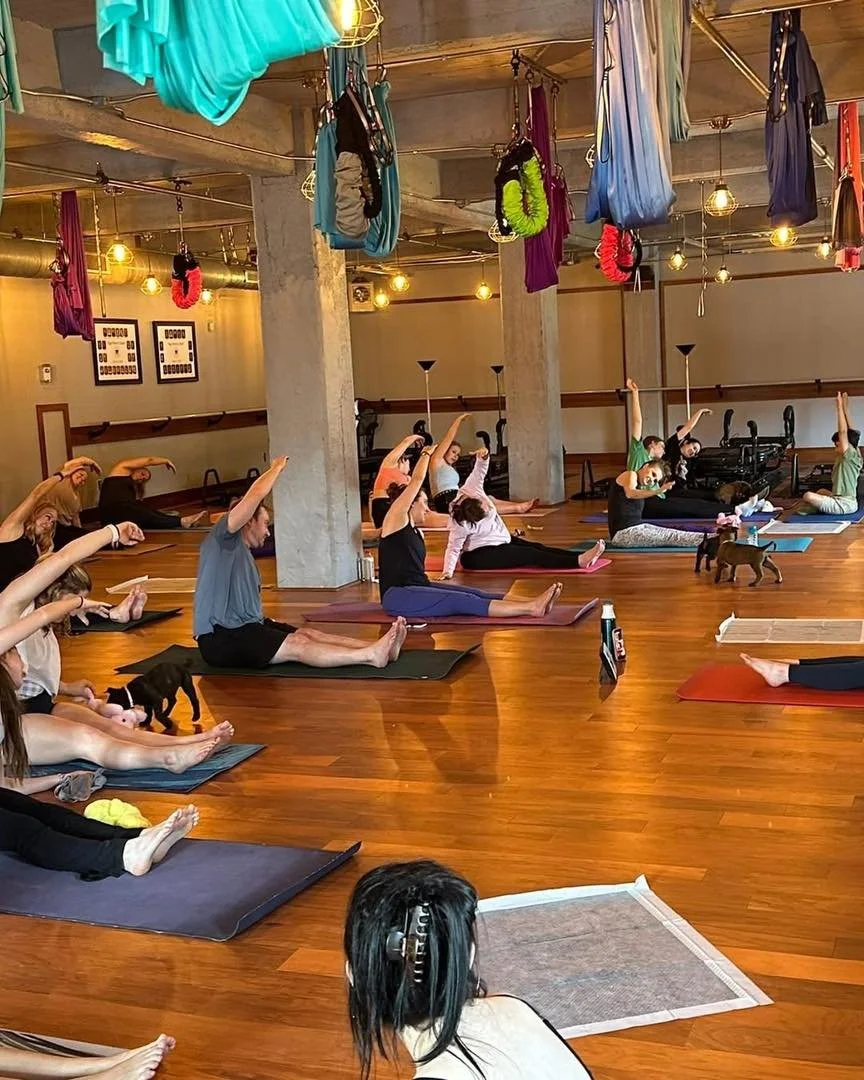 More puppy yoga 🐾🧘&zwj;♀️

All smiles. All chaos.

Tentatively planning another for mid-May with Yoga Power, LLC&hellip; don&rsquo;t miss the next one 👀

#StayWildK9 #PuppyYoga #YogaWithPuppies #DogLovers #PuppyLove #WestVirginia #CharlestonWV #WV