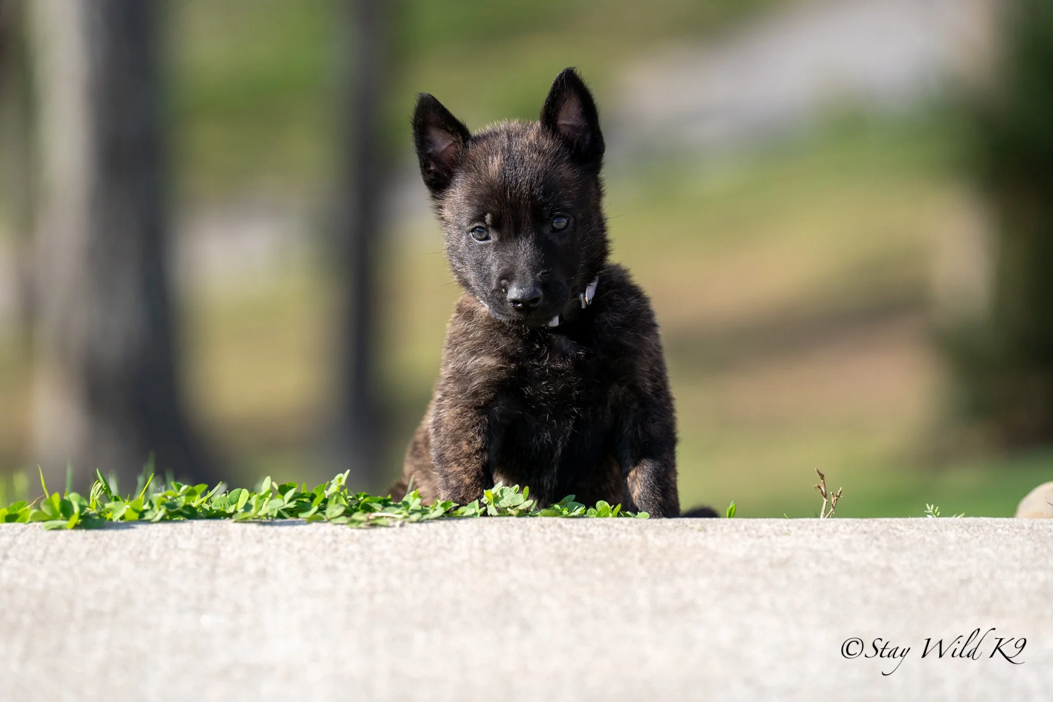 N Litter males &ndash; 6 weeks &mdash; confident, engaged, and starting to show personality.🐾
1 male available.
#StayWildK9 #Malinois #DutchShepherd #KNPVLines #WorkingLineDogs #ProtectionSport