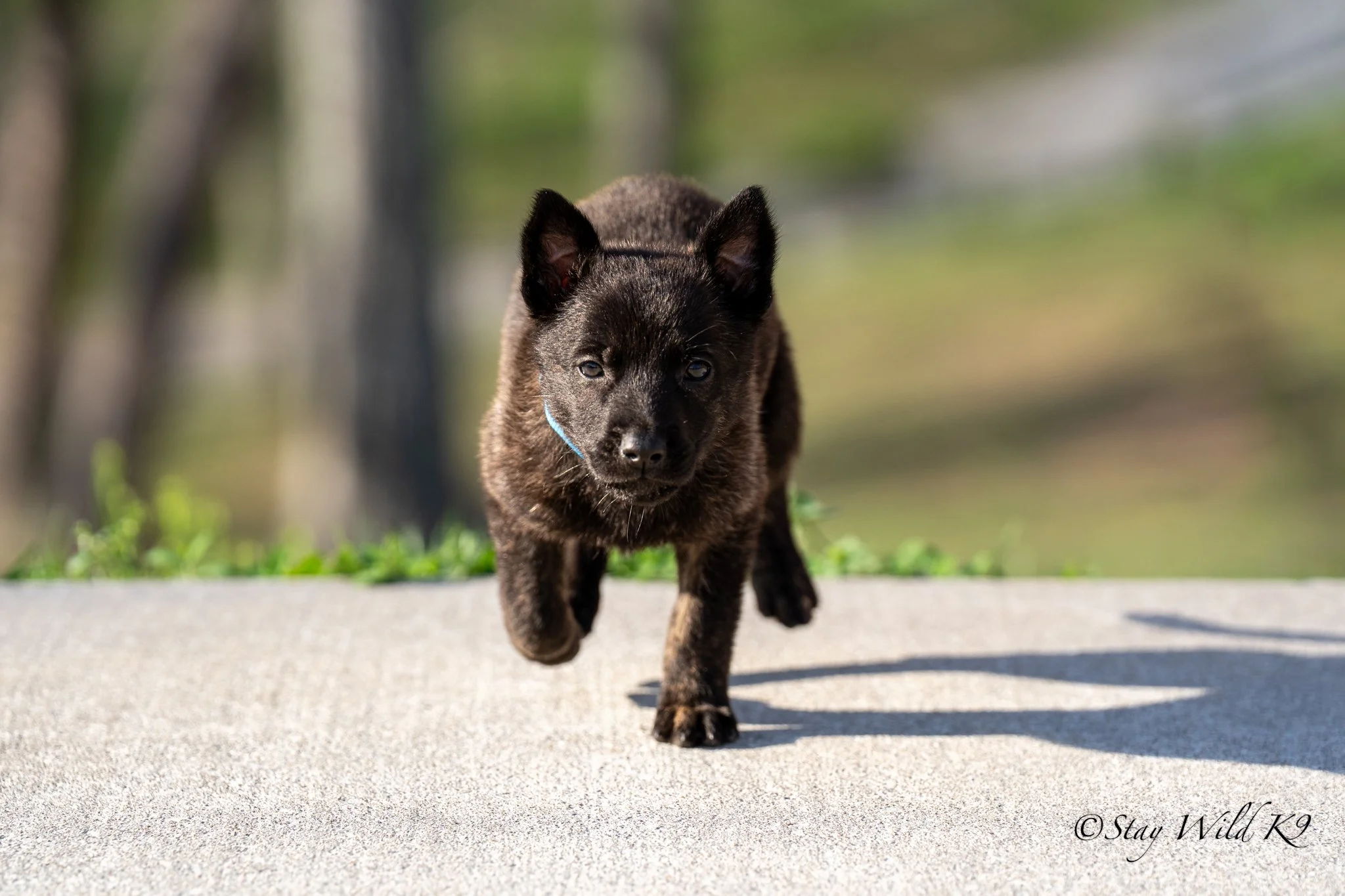 N Litter females &ndash; 6 weeks 🐾
A really nice group of girls starting to come into themselves. Confident, curious, and getting more fun by the day.
4 females available.
#StayWildK9 #DutchShepherd #Malinois #KNPVLines #WorkingLineDogs #ProtectionS