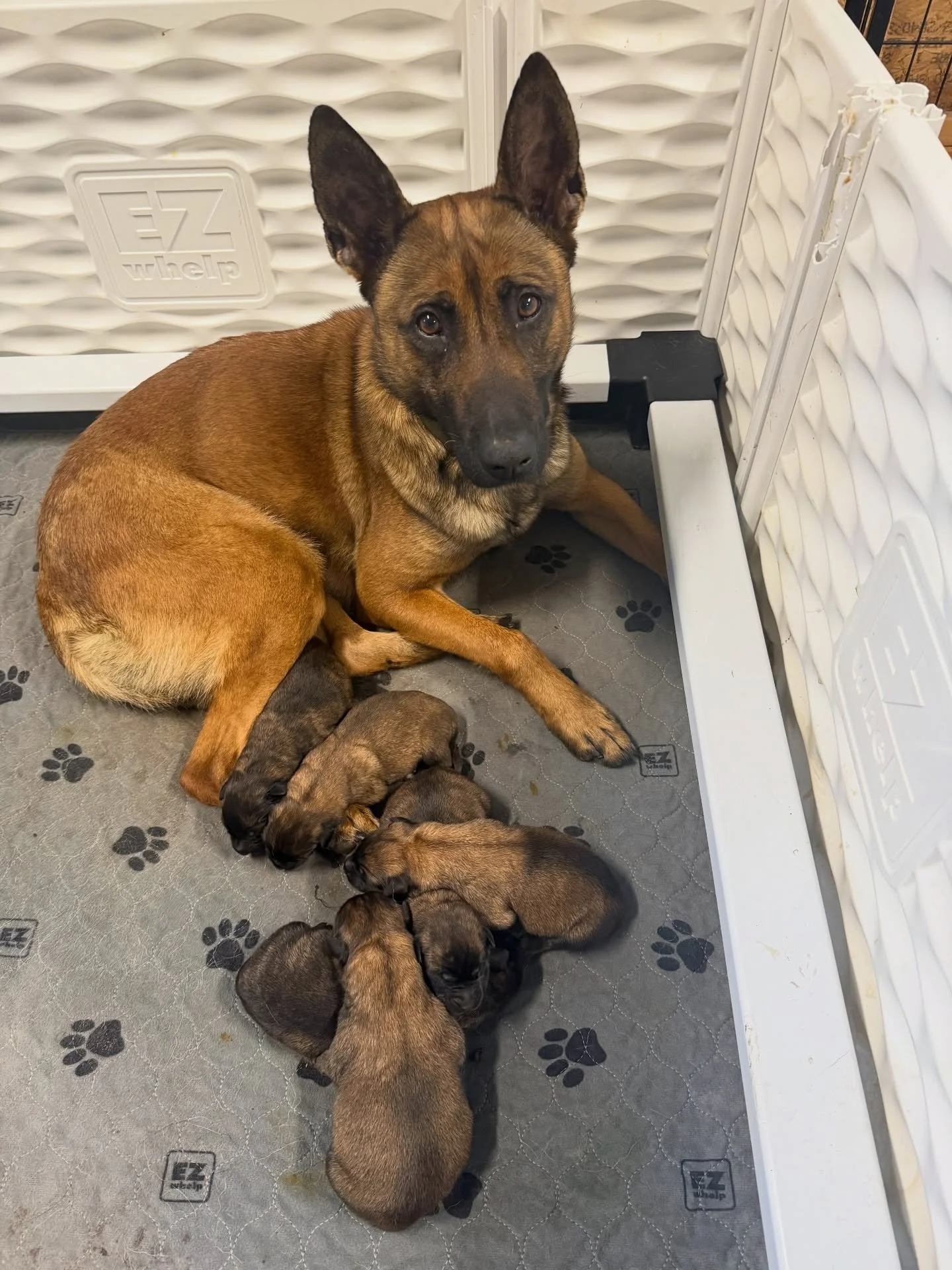 &ldquo;O&rdquo; Litter has arrived 🐾🔥

Tosca &times; Xanthos puppies are here and doing well.

Reservations are now open.

#StayWildK9 #DutchMalinois #WorkingLineDogs #KNPVLines #dutchshepherd