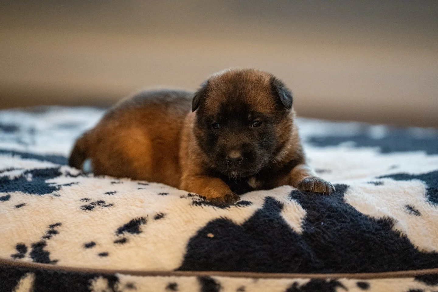 O Litter &ndash; 3 weeks 🐾🔥

Tosca &times; Xanthos puppies are starting to wake up&mdash;eyes open, moving around, and personalities just beginning to show.

Excited to watch this group develop.

#StayWildK9 #DutchMalinois #KNPVLines #WorkingLineDo