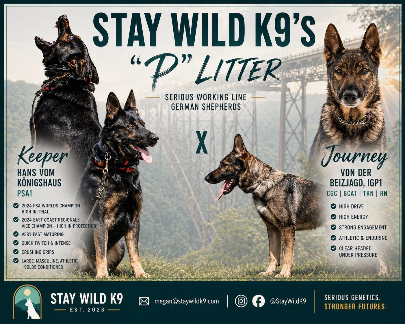P Litter Announcement 🔥

Summer German Shepherd Breeding

SG Journey von der Beizjagd IGP1 &times; Hans vom K&ouml;nigshaus PSA1

We&rsquo;re excited to announce our upcoming P Litter&mdash;a serious working pairing combining world-level IGP and PSA