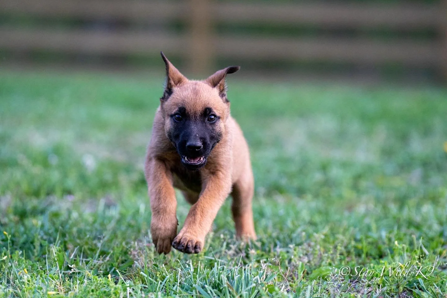 Stay Wild&rsquo;s Nala 💜 (Purple)

Sweet, social, and eager to please.
A great fit for a first-time sport home or active companion.

Still looking for the right match.

#StayWildK9 #Malinois #WorkingLineDogs #SportDog #nala