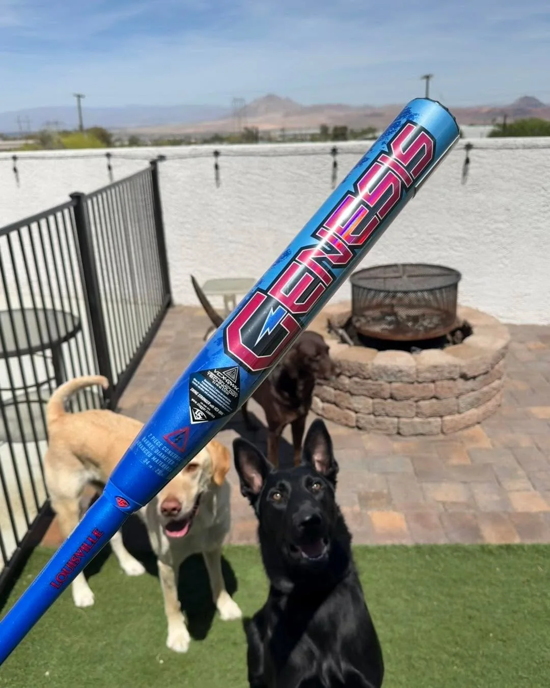 Venom (M litter) 💚

Out in Las Vegas living his best life and turning into an incredible dog.

So proud of the work Kate is putting into him&mdash;he&rsquo;s looking great.

#StayWildK9 #DutchShepherd #WorkingLineDogs #ProudBreeder #MLitter