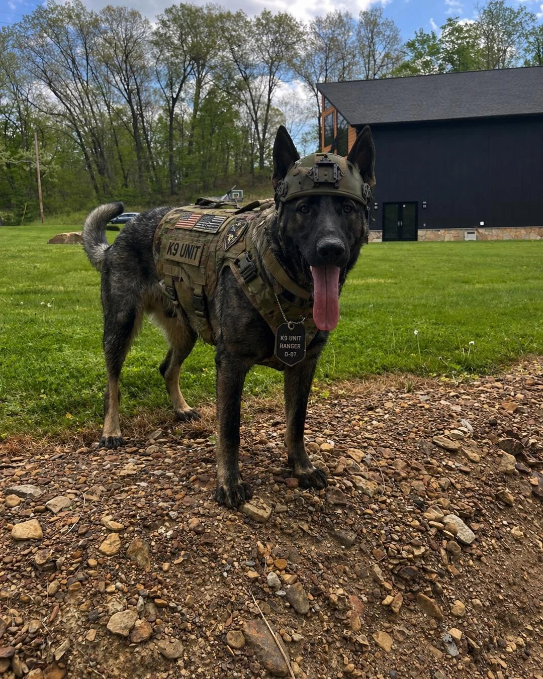 Rook (L Litter: Journey &times; Yogi) 🩶

Looking sharp and full of personality as always 😎

This one&rsquo;s got a lot of character.

#StayWildK9 #GermanShepherd #WorkingLineGSD #LLitter
