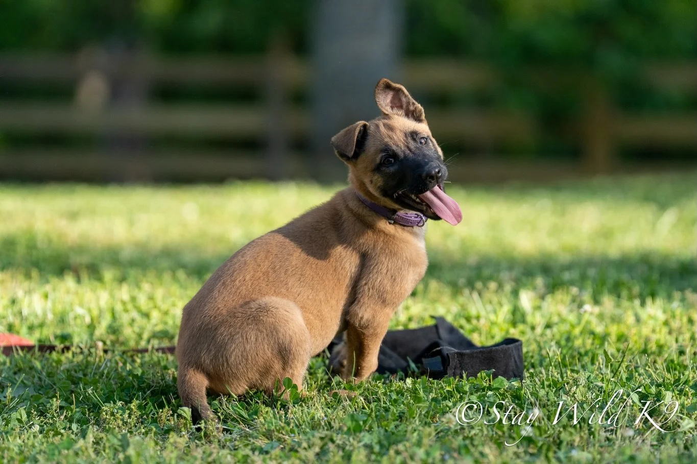 Stay Wild&rsquo;s Nala 💜 you can&rsquo;t help but smile with this girl. Nala could go in about any direction you&rsquo;d like to and is ready to start training #malinois #knpv #puppy #staywildk9 #nala