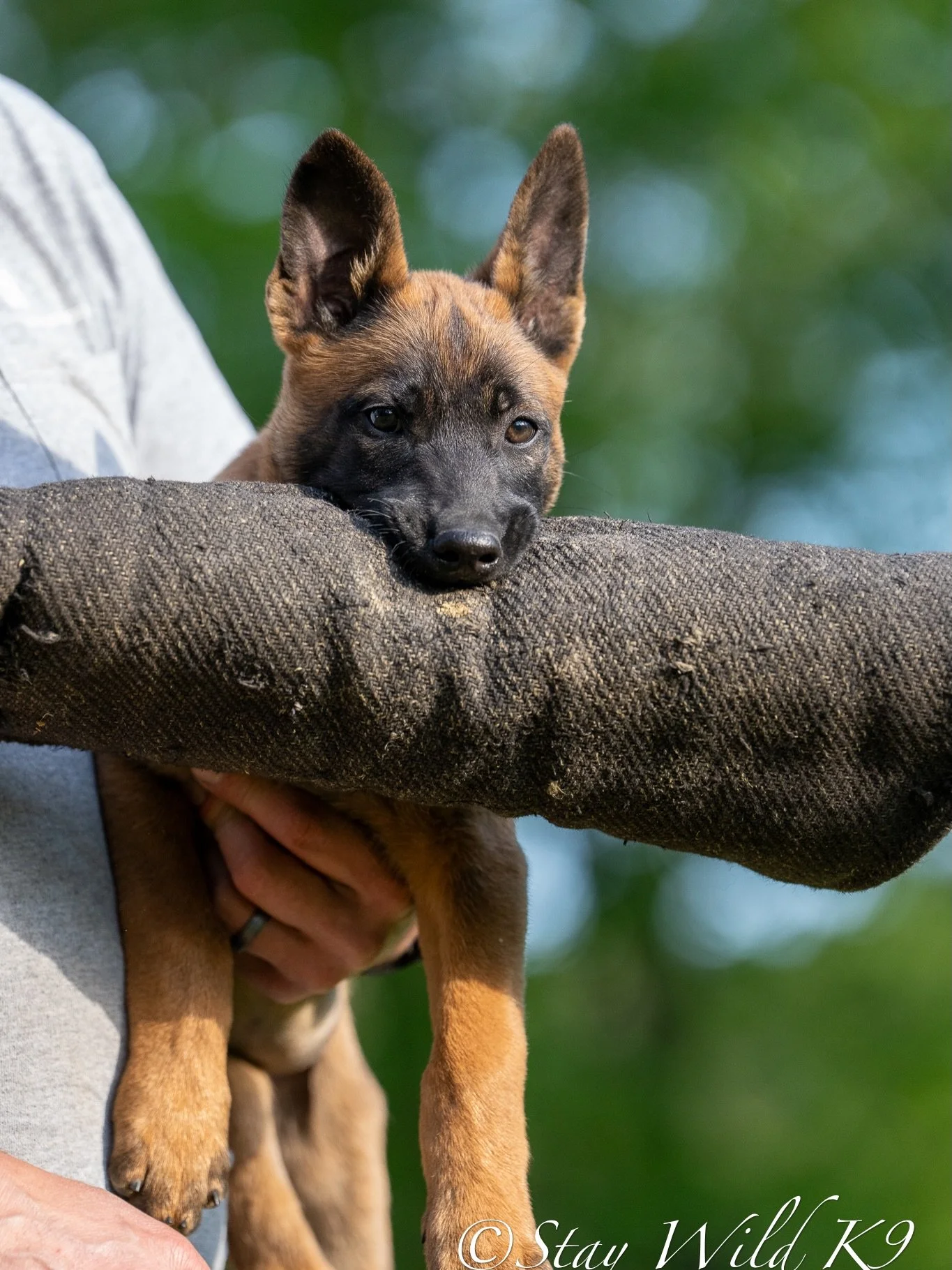 Stay Wild&rsquo;s Nirvana aka the Danger Noodle. This girl needs to be on the trial field and is looking for a competitive sport home 💛 #malinois #knpv #dangernoodle #staywildk9 #nirvana