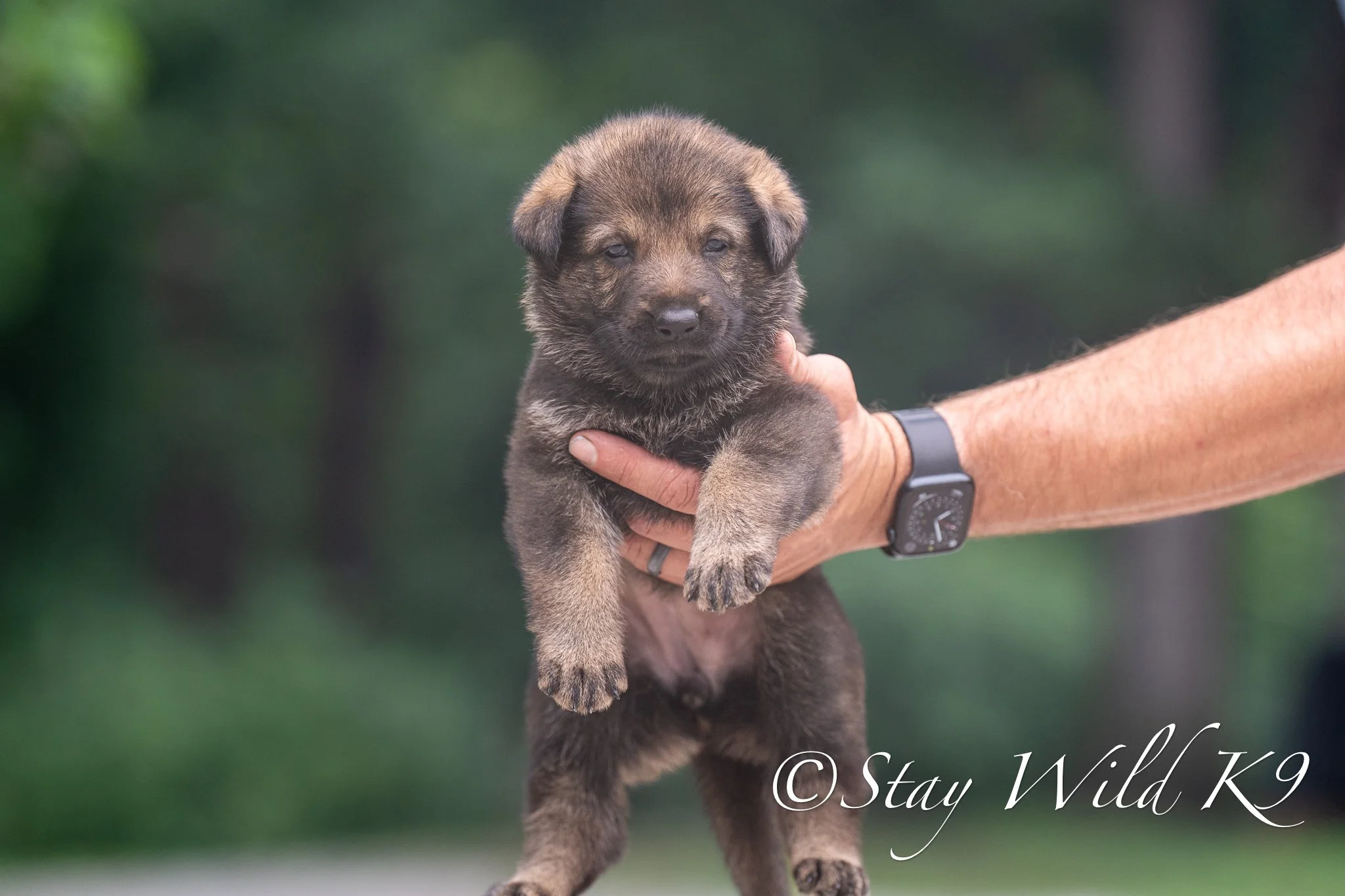 ORANGEPLitter-4Weeks-54.jpg