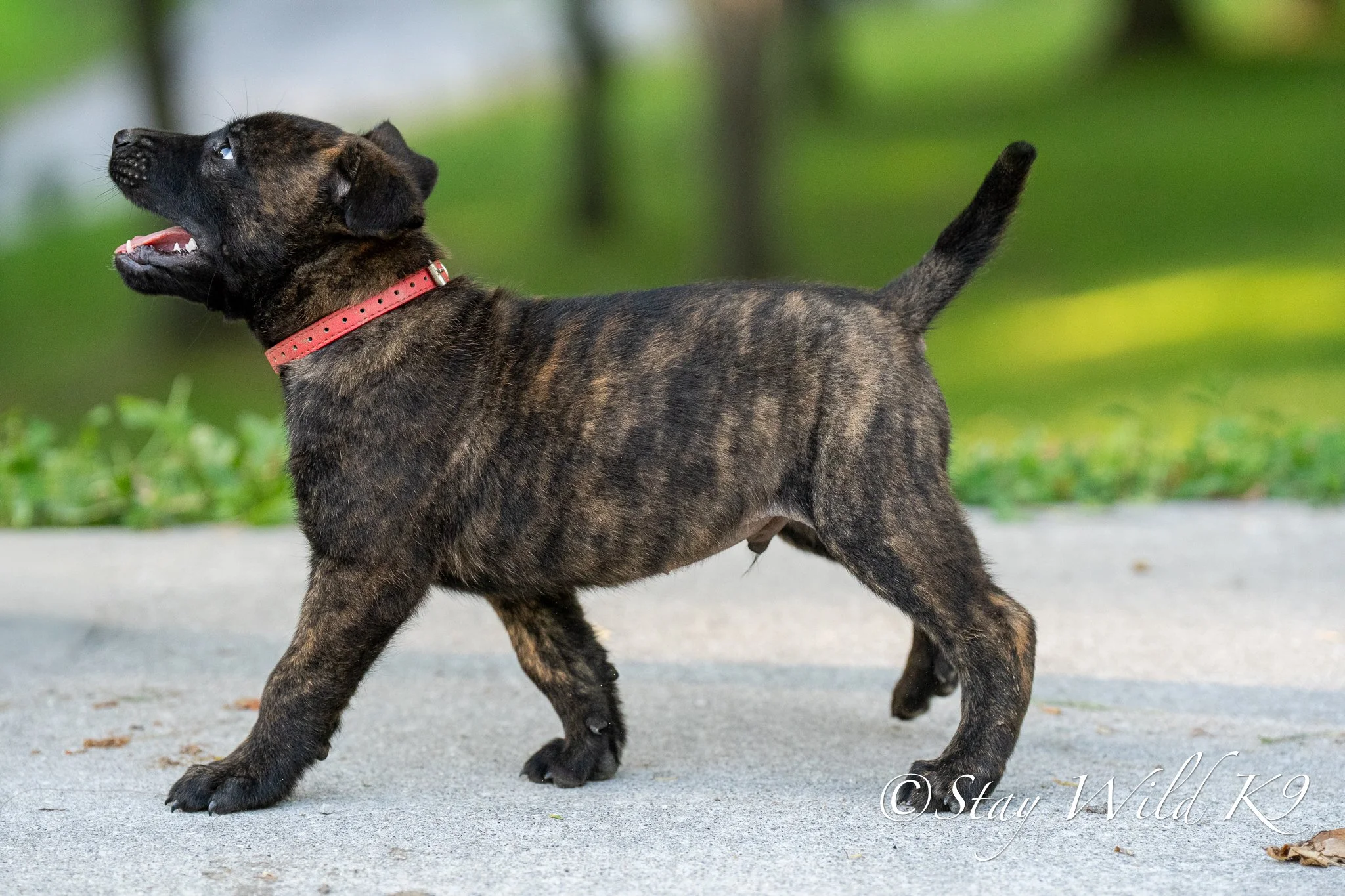 RED O Litter - 6 Weeks.jpg