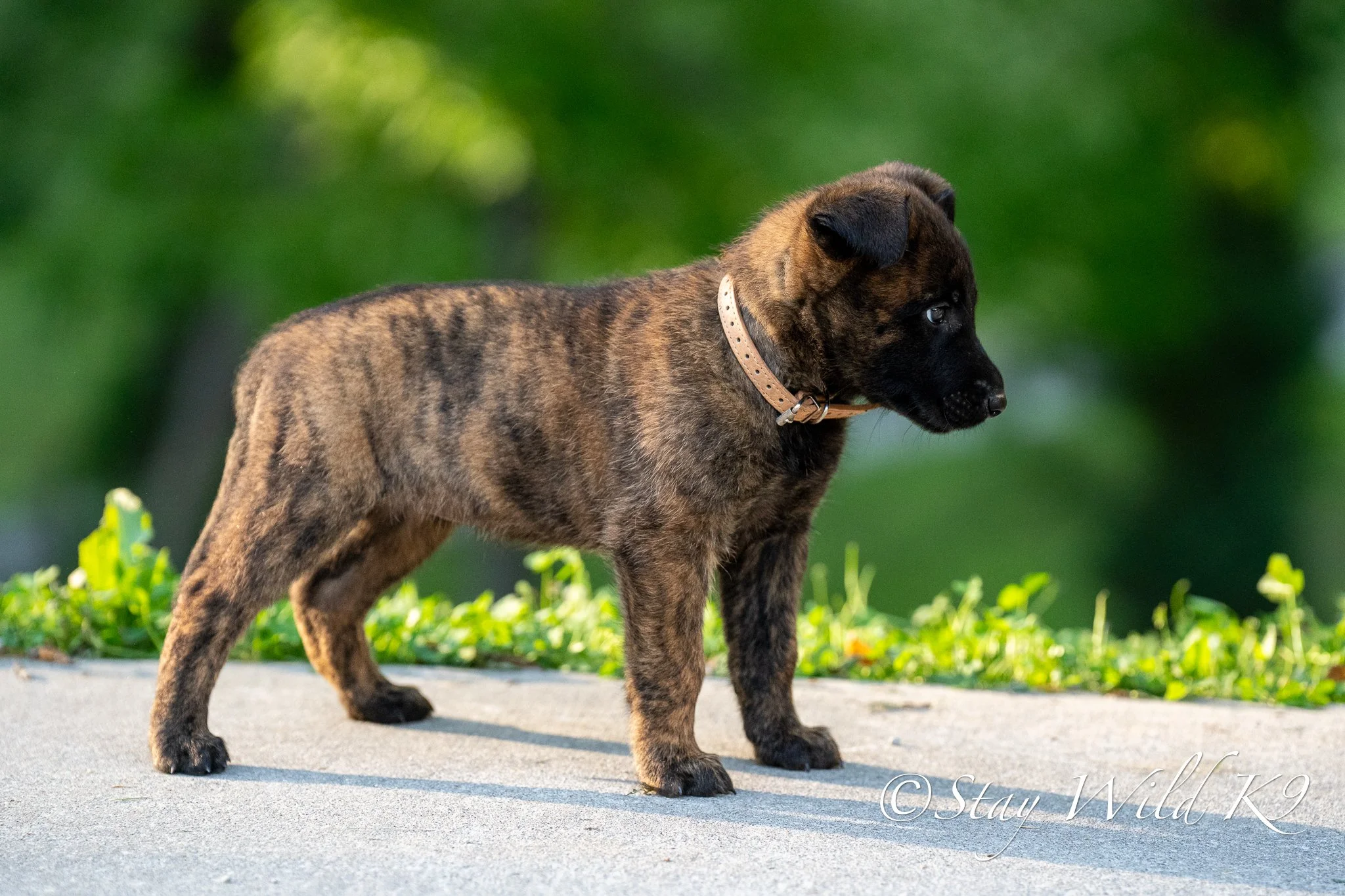 BROWN O Litter - 6 Weeks.jpg