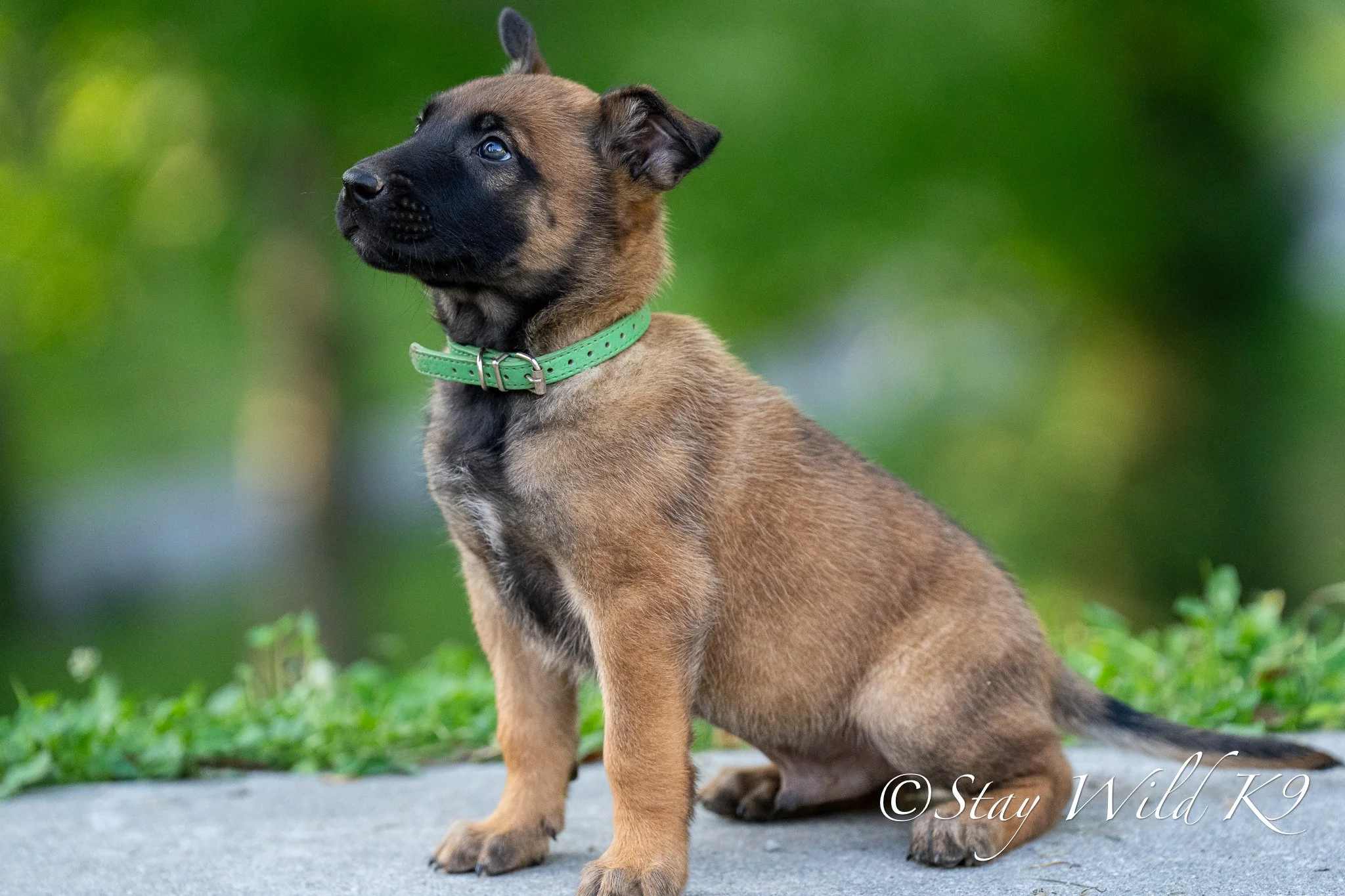 GREEN O Litter - 6 Weeks.jpg