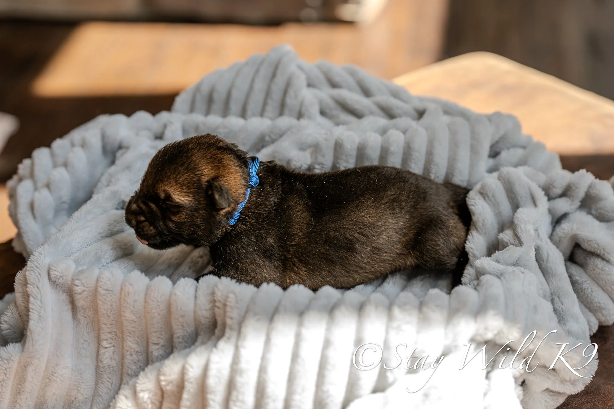 PLitter1.5Weeks-35.jpg