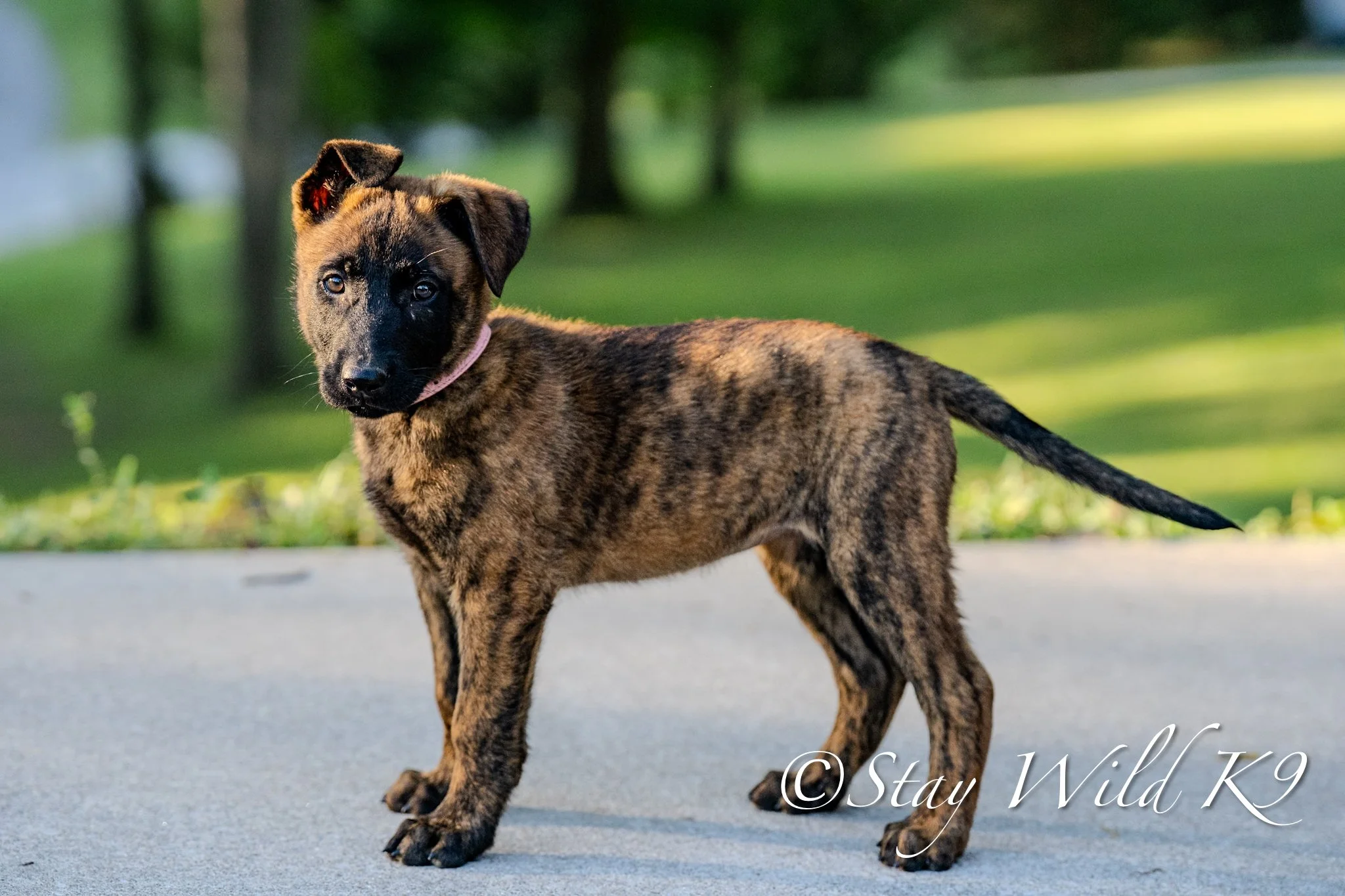DSC09368.jpeg