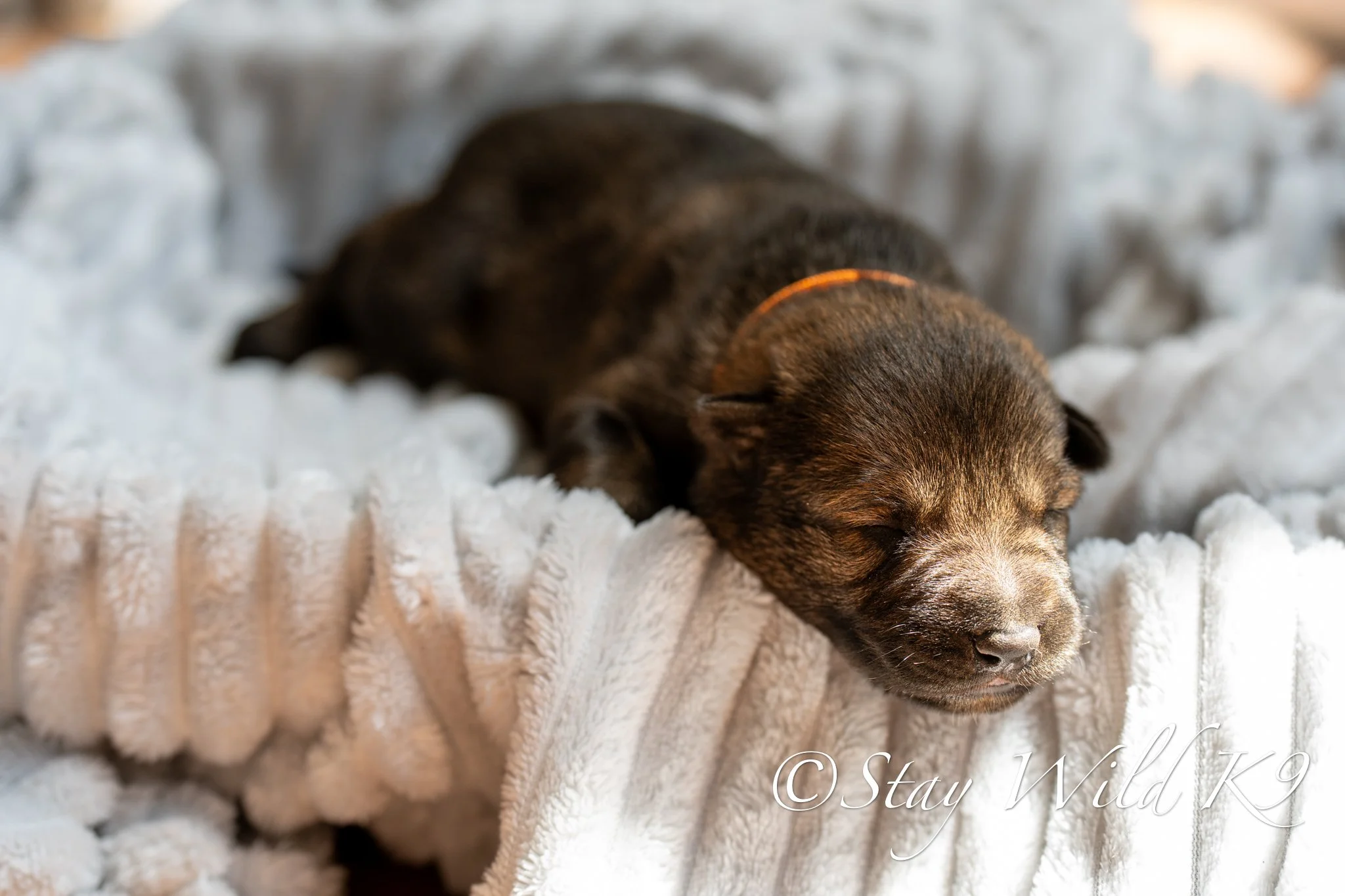 PLitter1.5Weeks-29.jpg