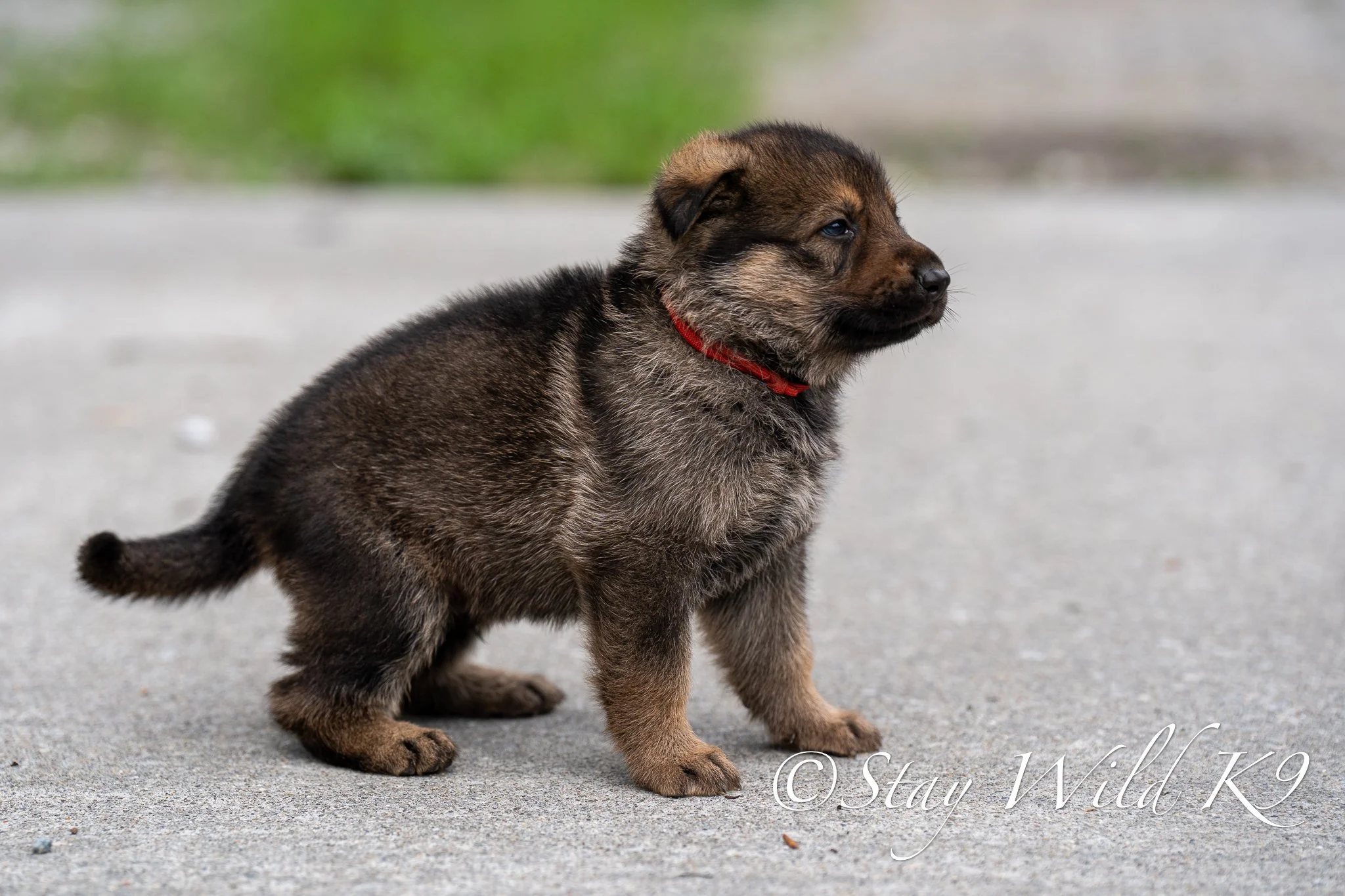 REDPLitter-4Weeks-39.jpg