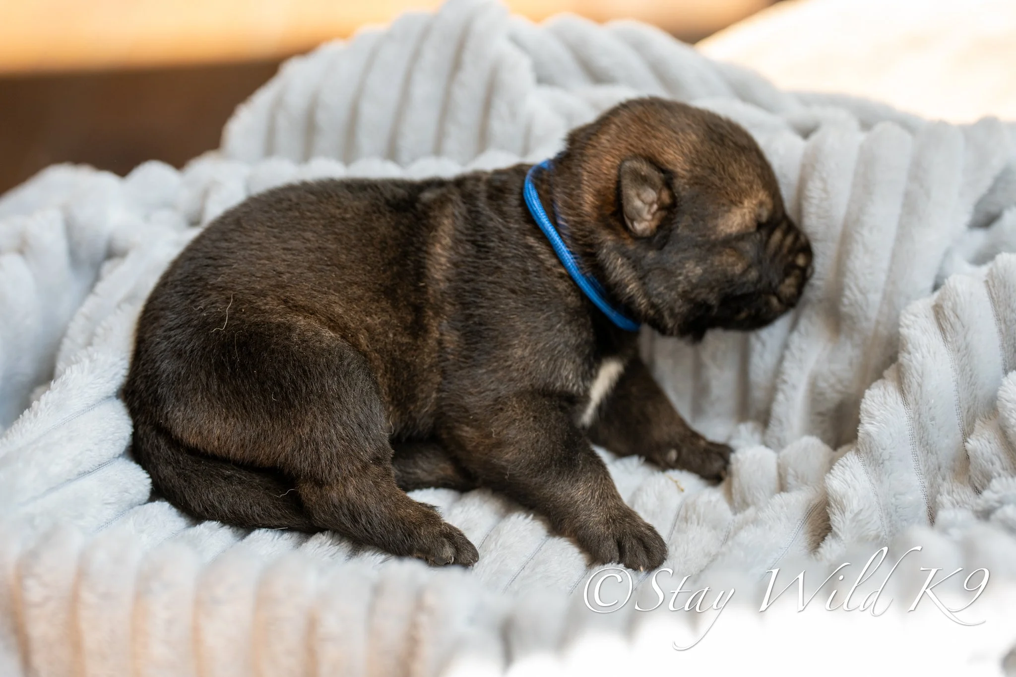 PLitter1.5Weeks-34.jpg